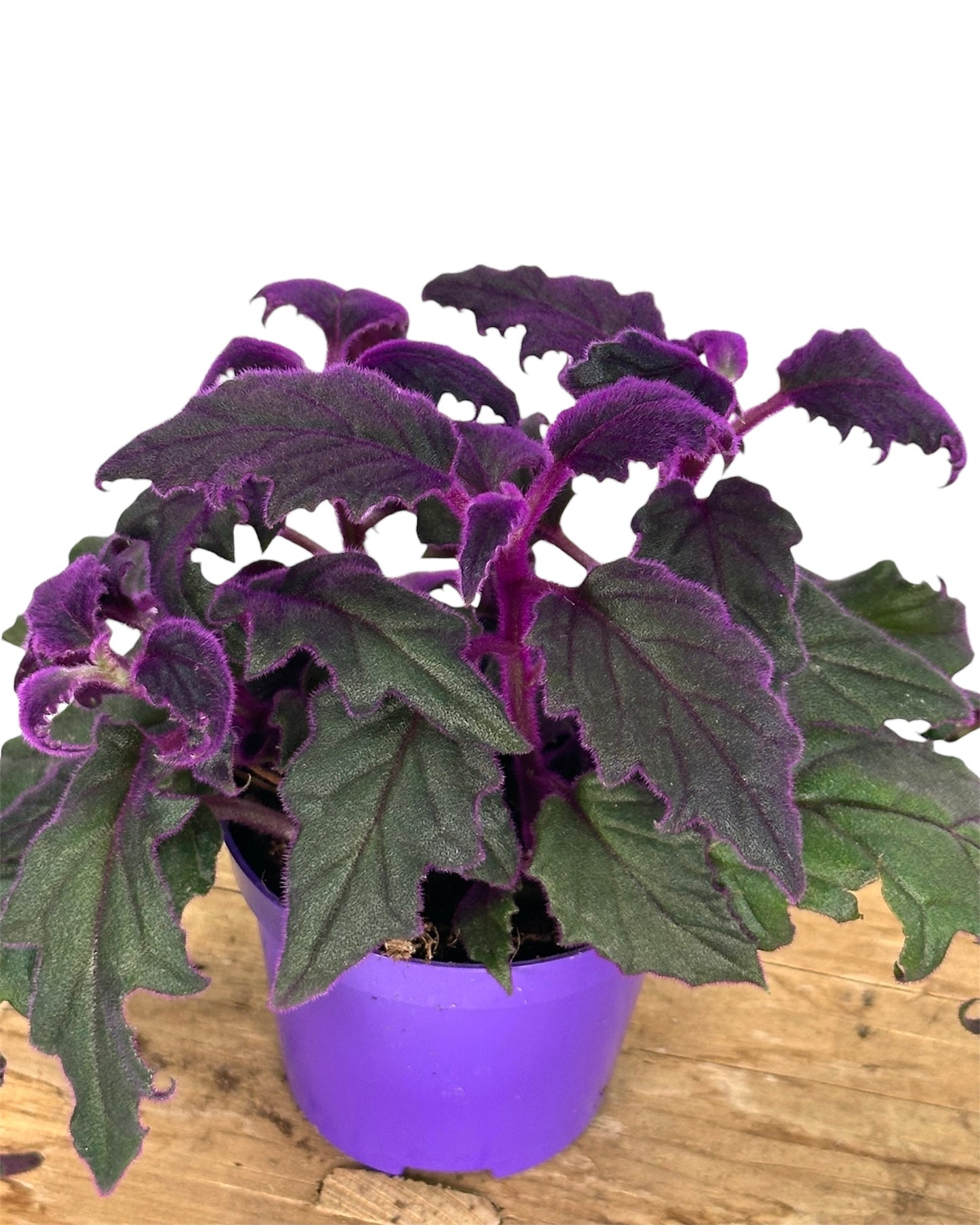 Gynura Purple Passion 'S'