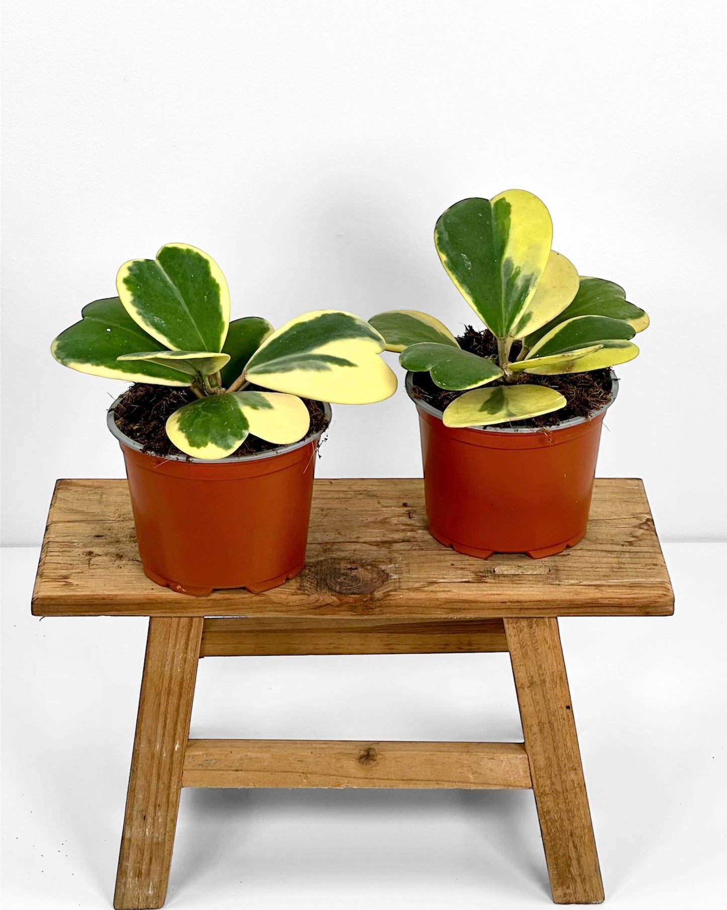 Hoya Kerrii variegata