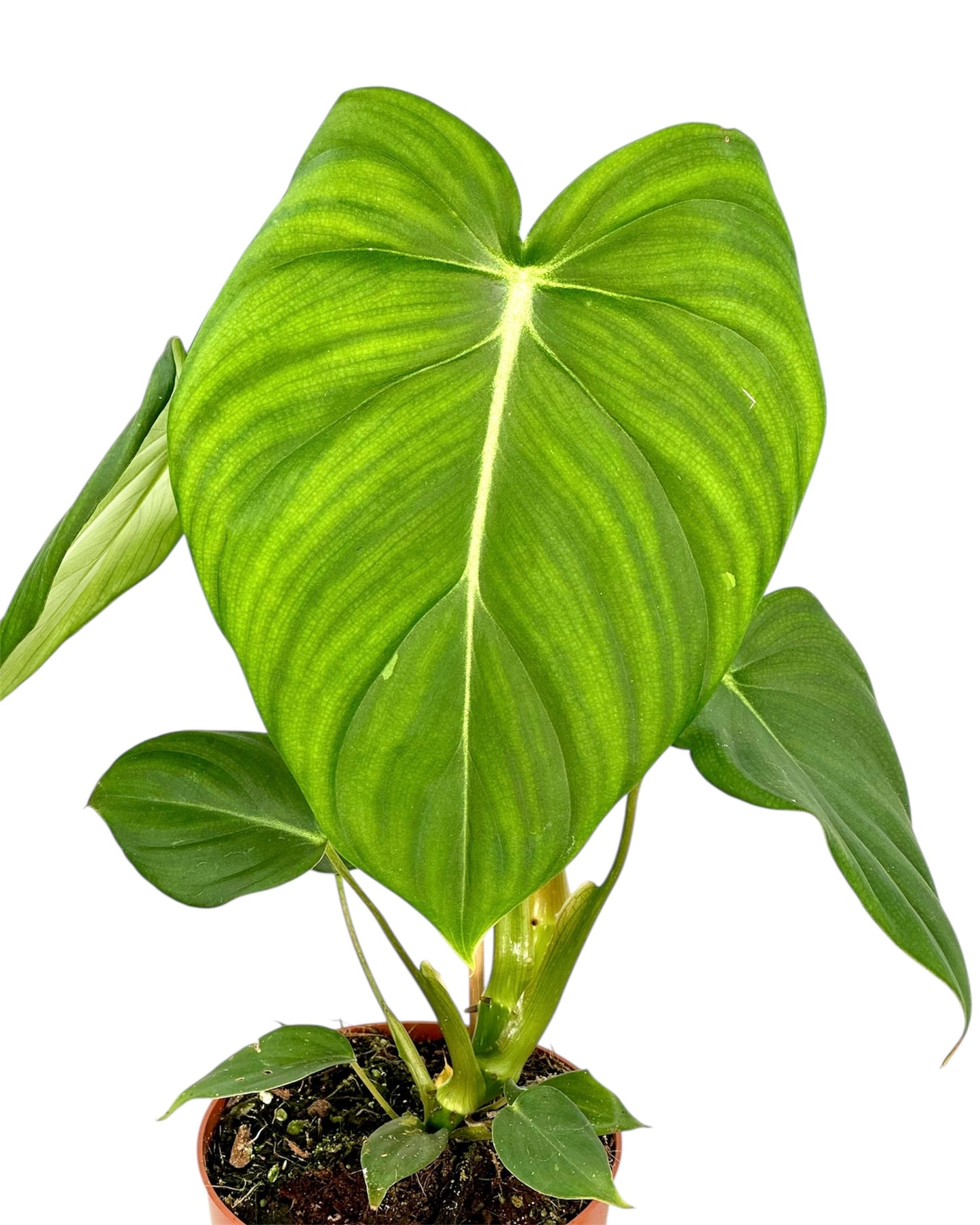 Philodendron Pastazanum x Mc Dowell