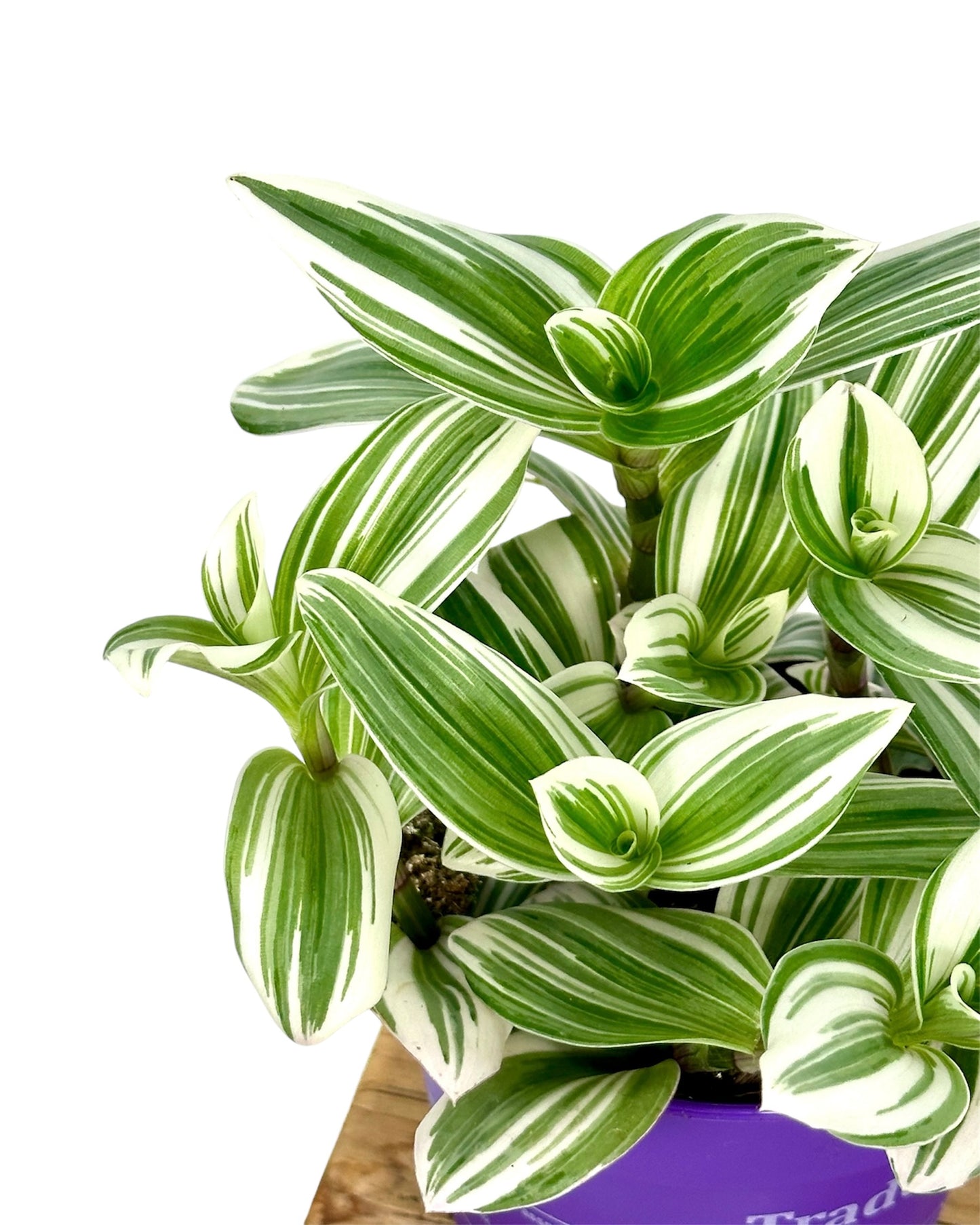 Tradescantia Nanouk blanc