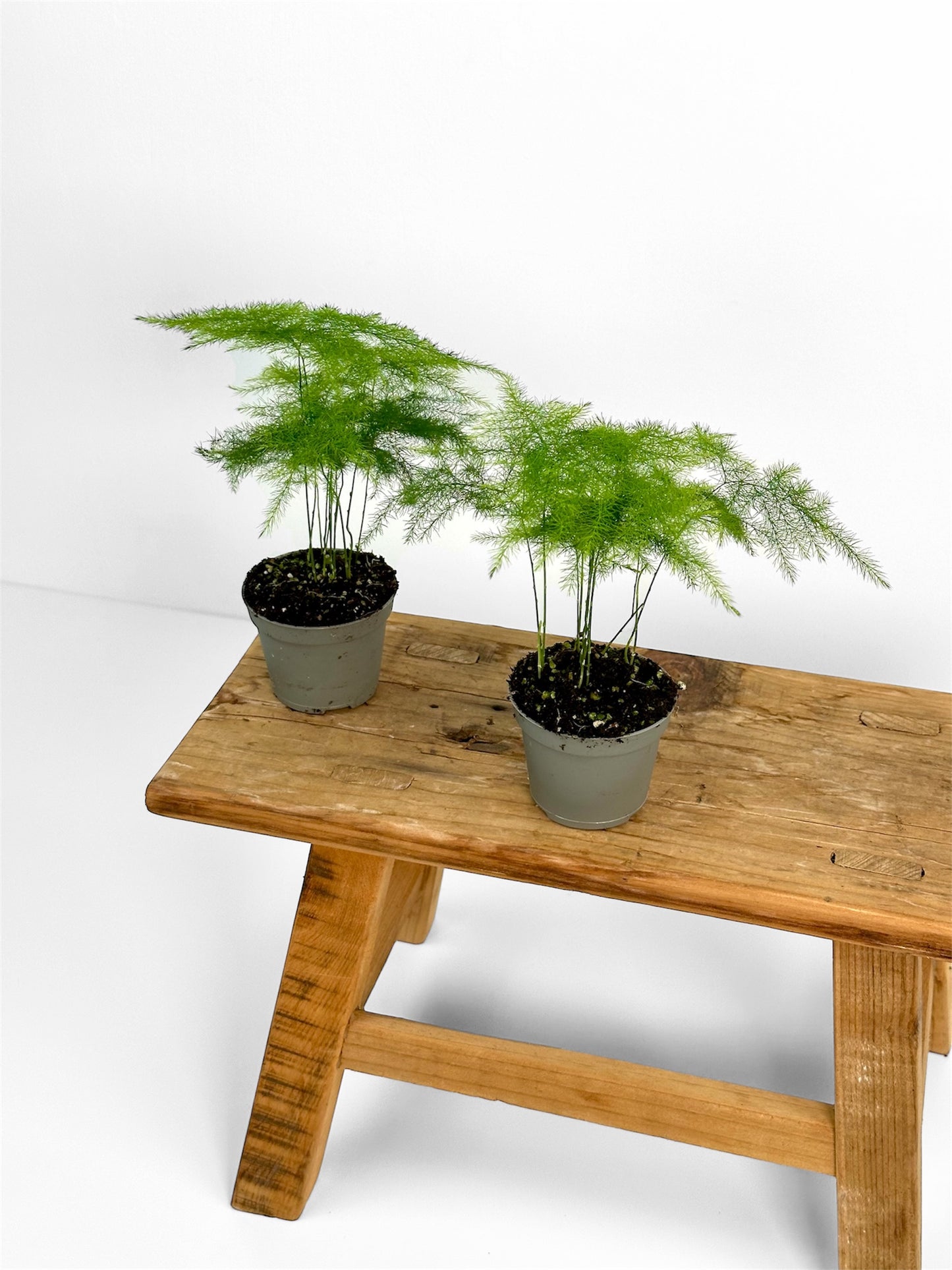 Asparagus Plumosus - Baby plant