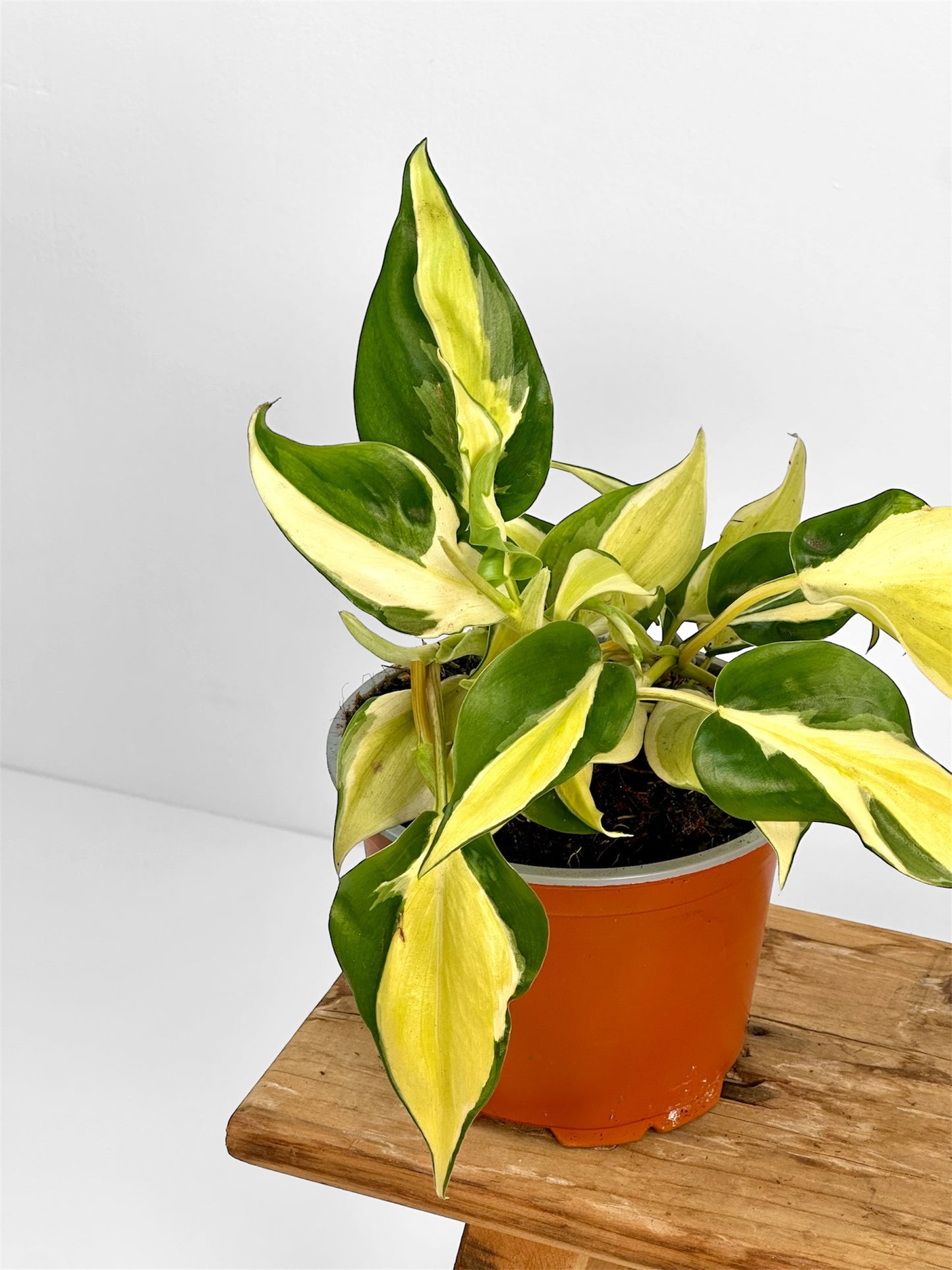 Philodendron Rio