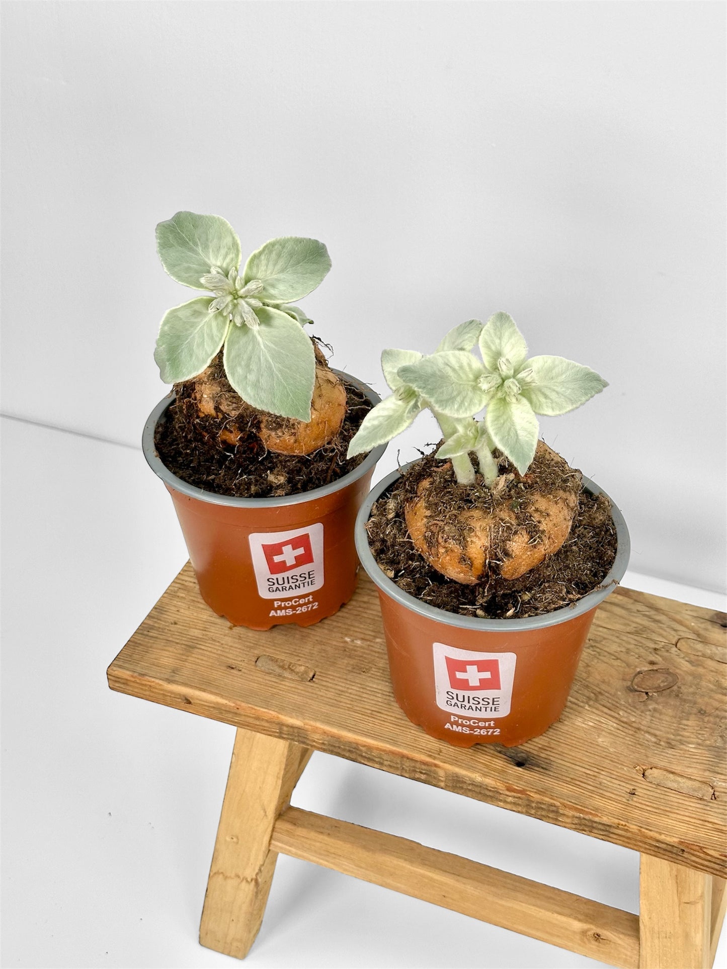 Sinningia Leucotricha - Edelweiss du Brésil