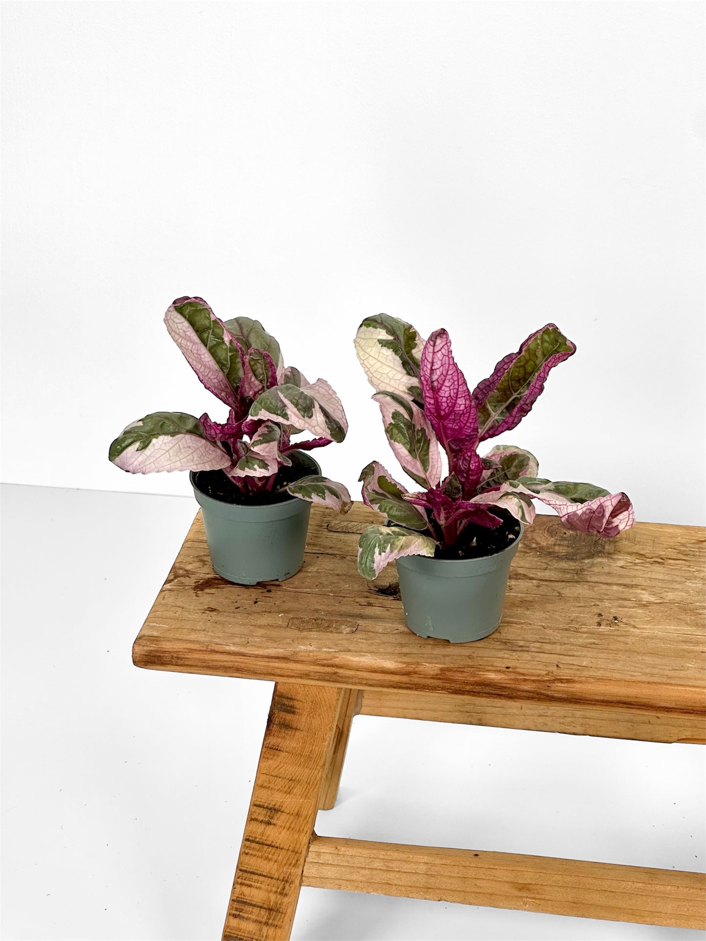 Hemigraphis snow white - Baby plant