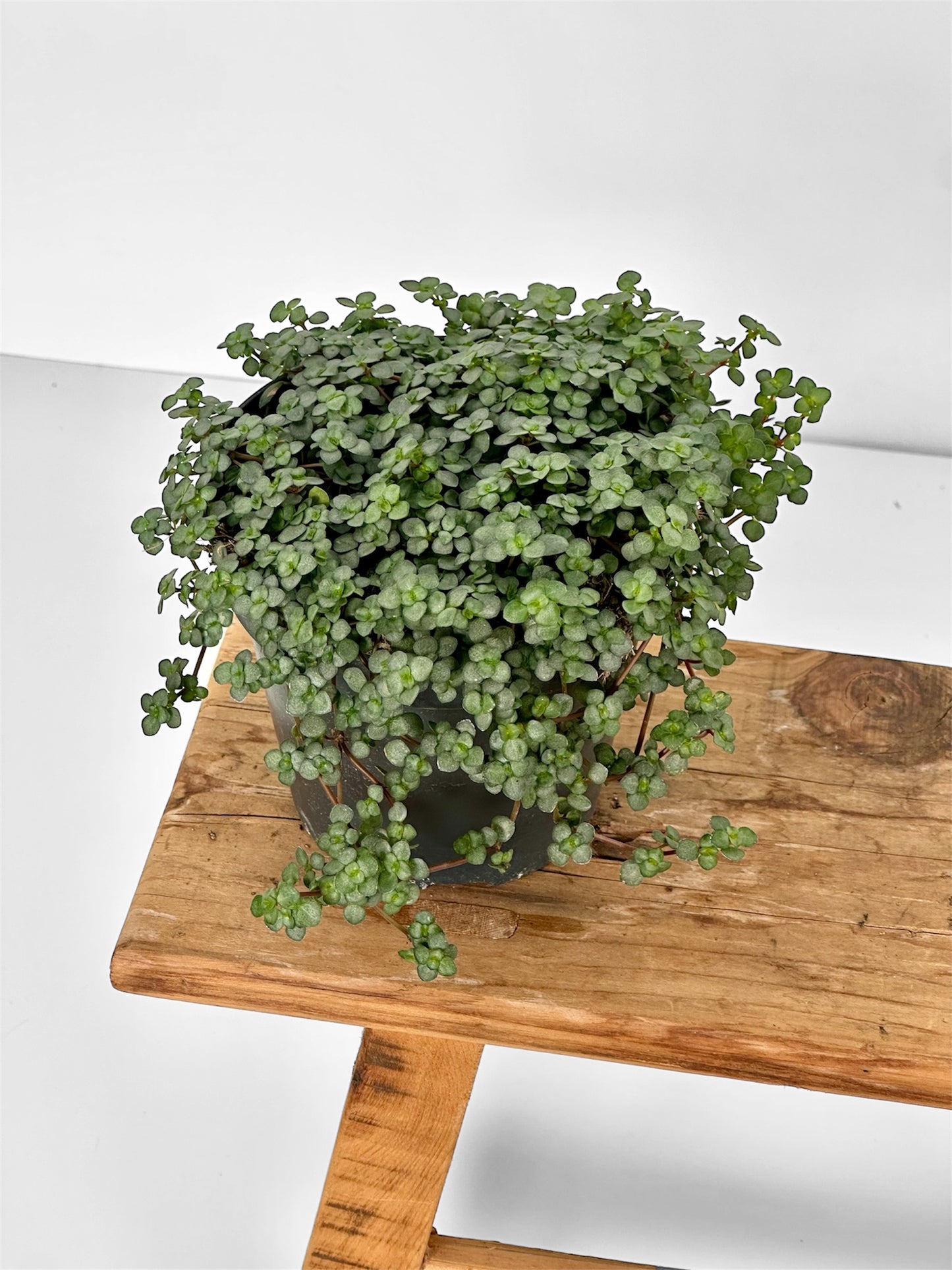 Pilea Glauca