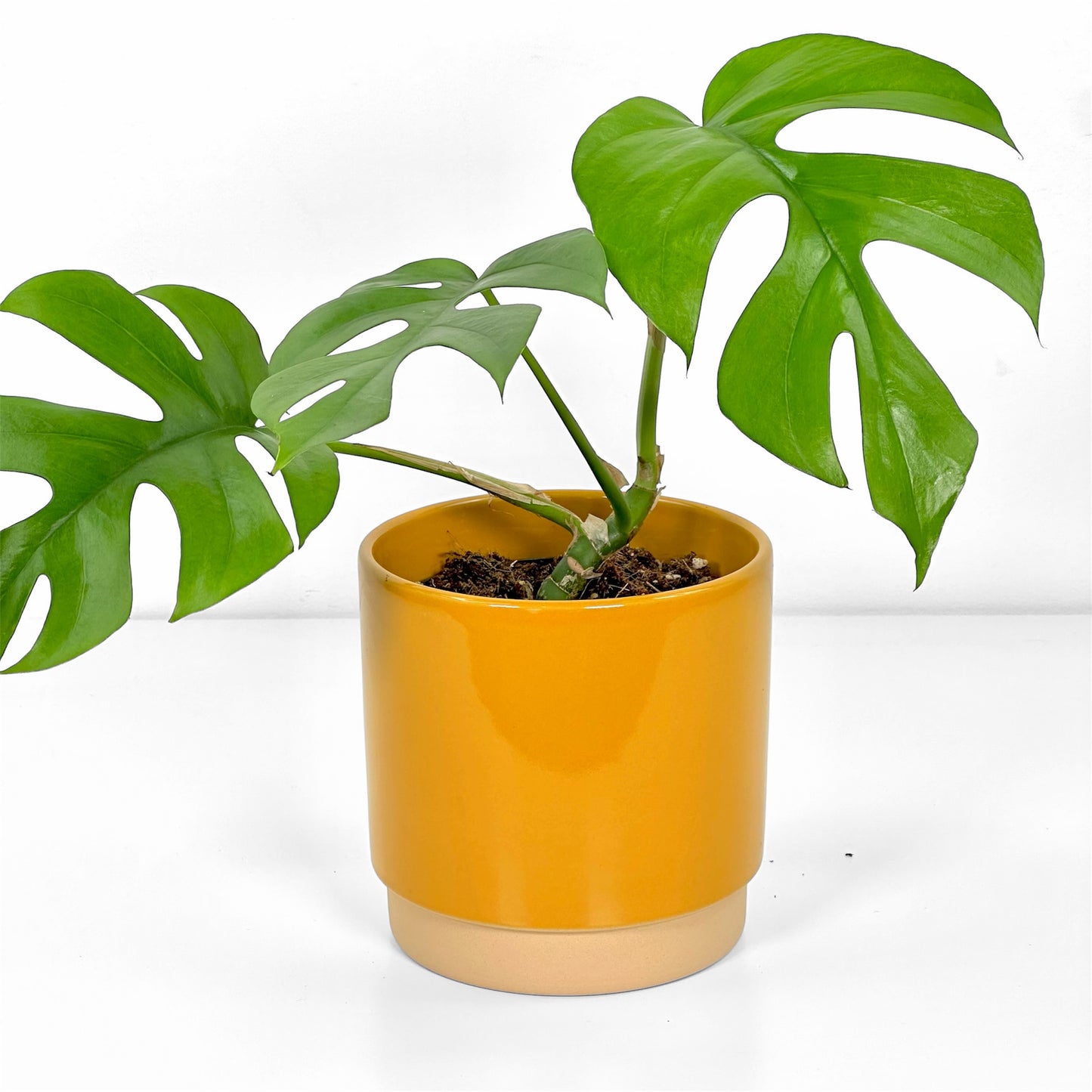 Cache-pot 'Eno' Jaune Ø12 cm