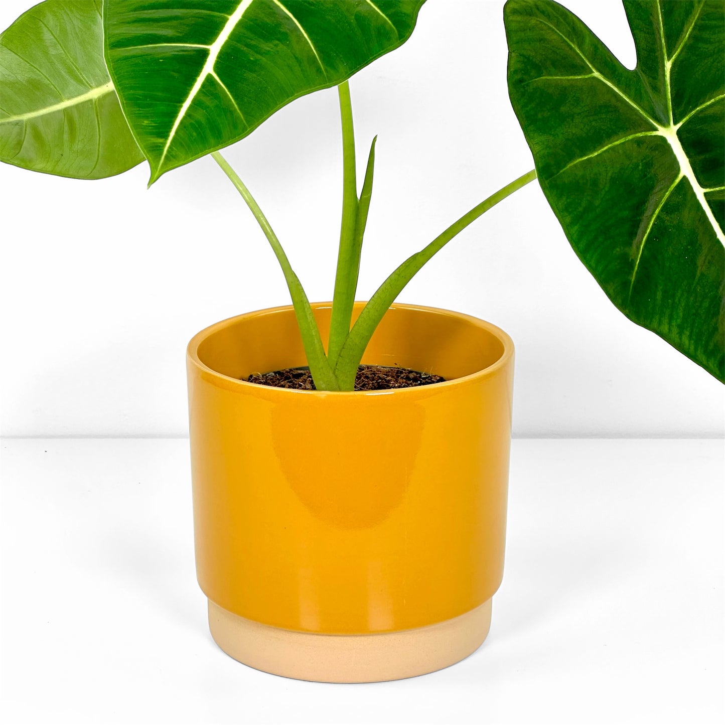 Cache-pot 'Eno' Jaune Ø15 cm