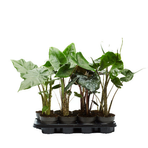 Alocasia Mix