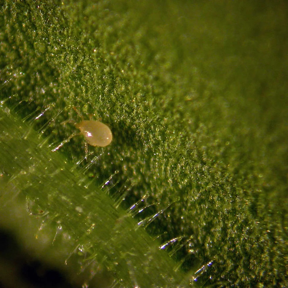 Amblyseius acariens prédateurs