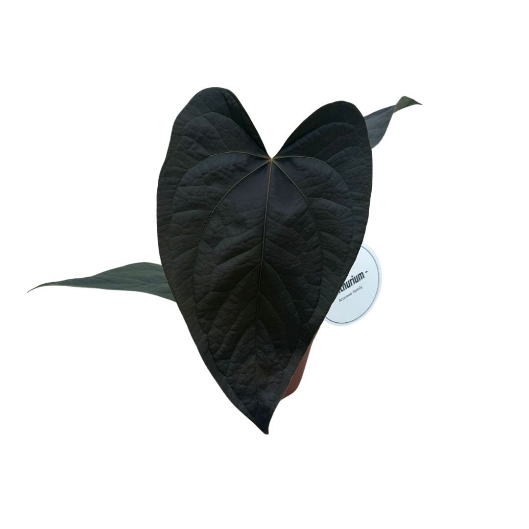 Anthurium Queen Of Hearts - Baby plant