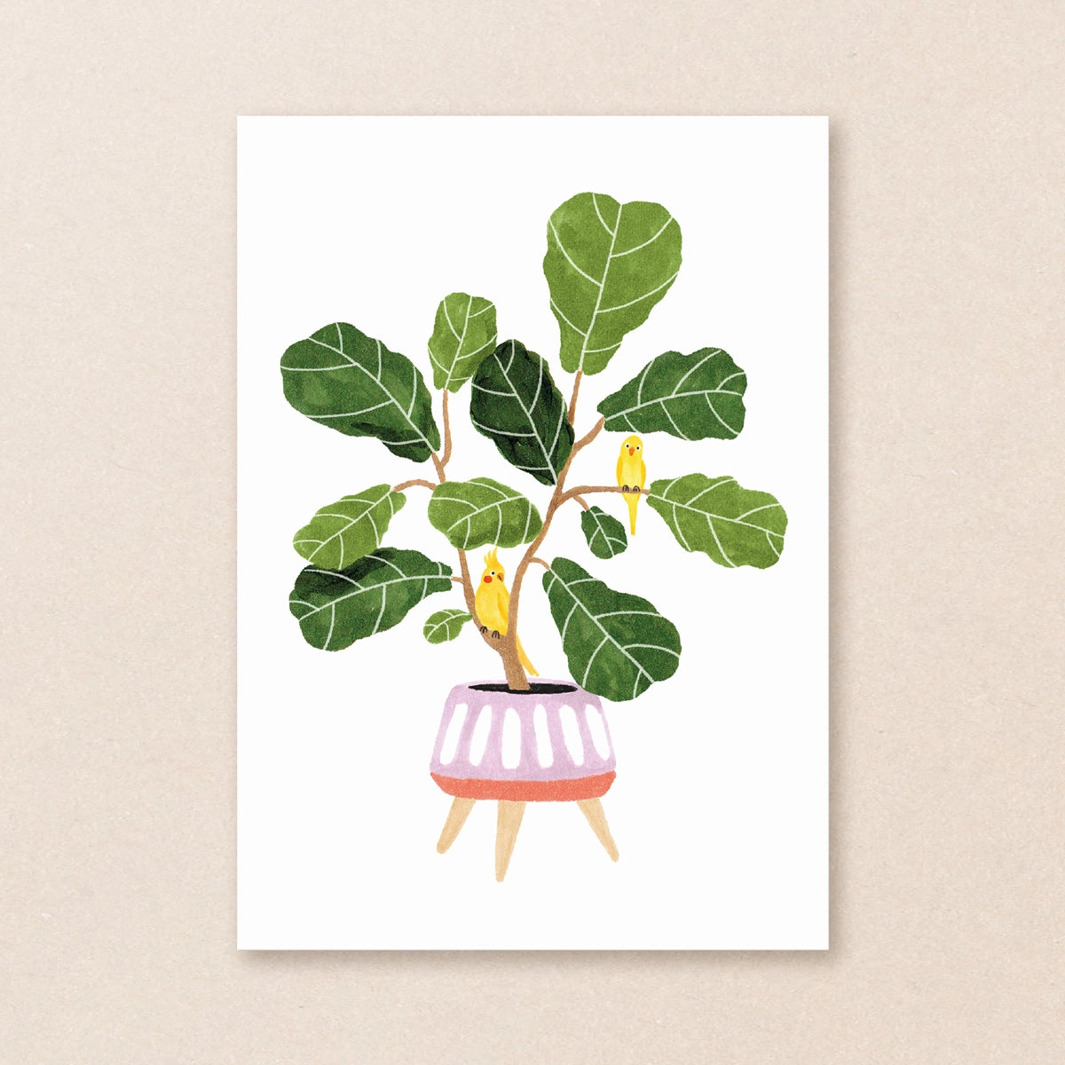 Carte postale ''Ficus Lyrata''