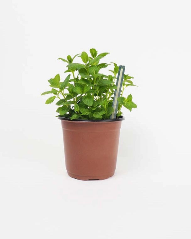 Humidimètre pour plantes - Testeur d'humidité 3pces
