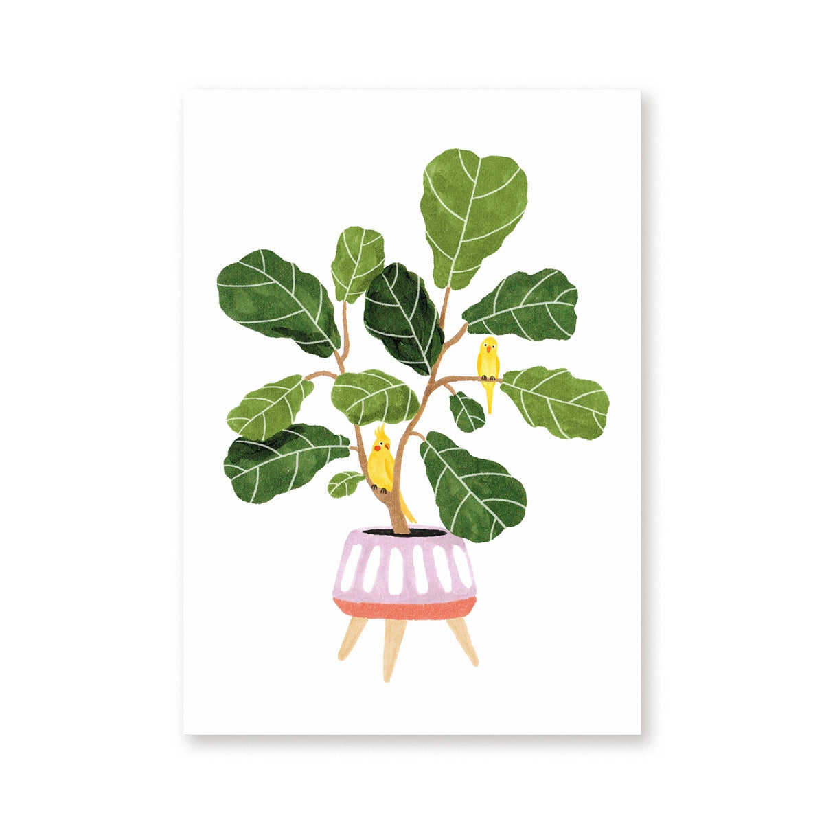 Carte postale ''Ficus Lyrata''