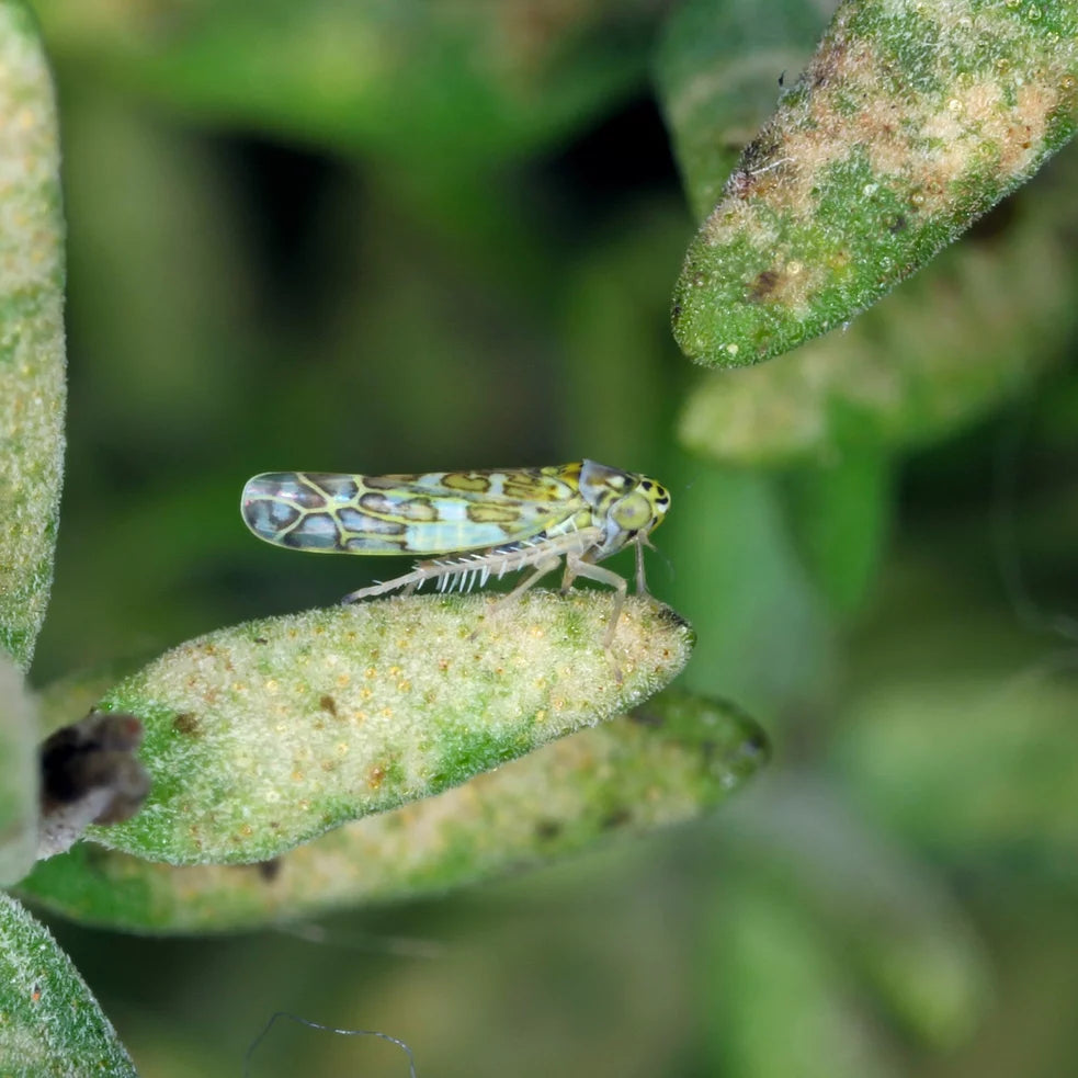 Pièges jaunes contre les moucherons