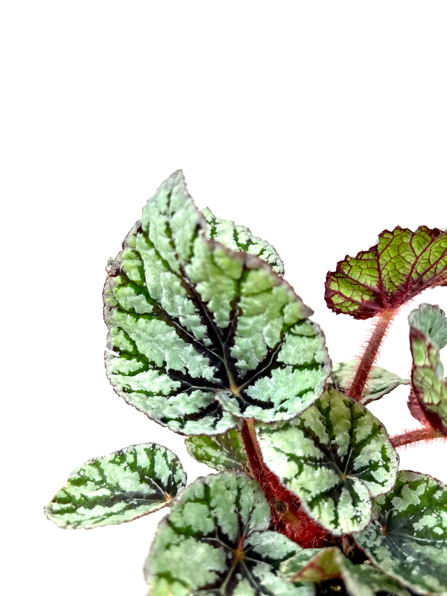 Begonia Rex Fedor