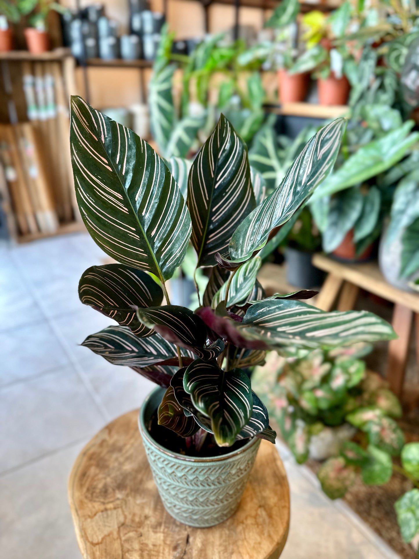 Calathea Ornata
