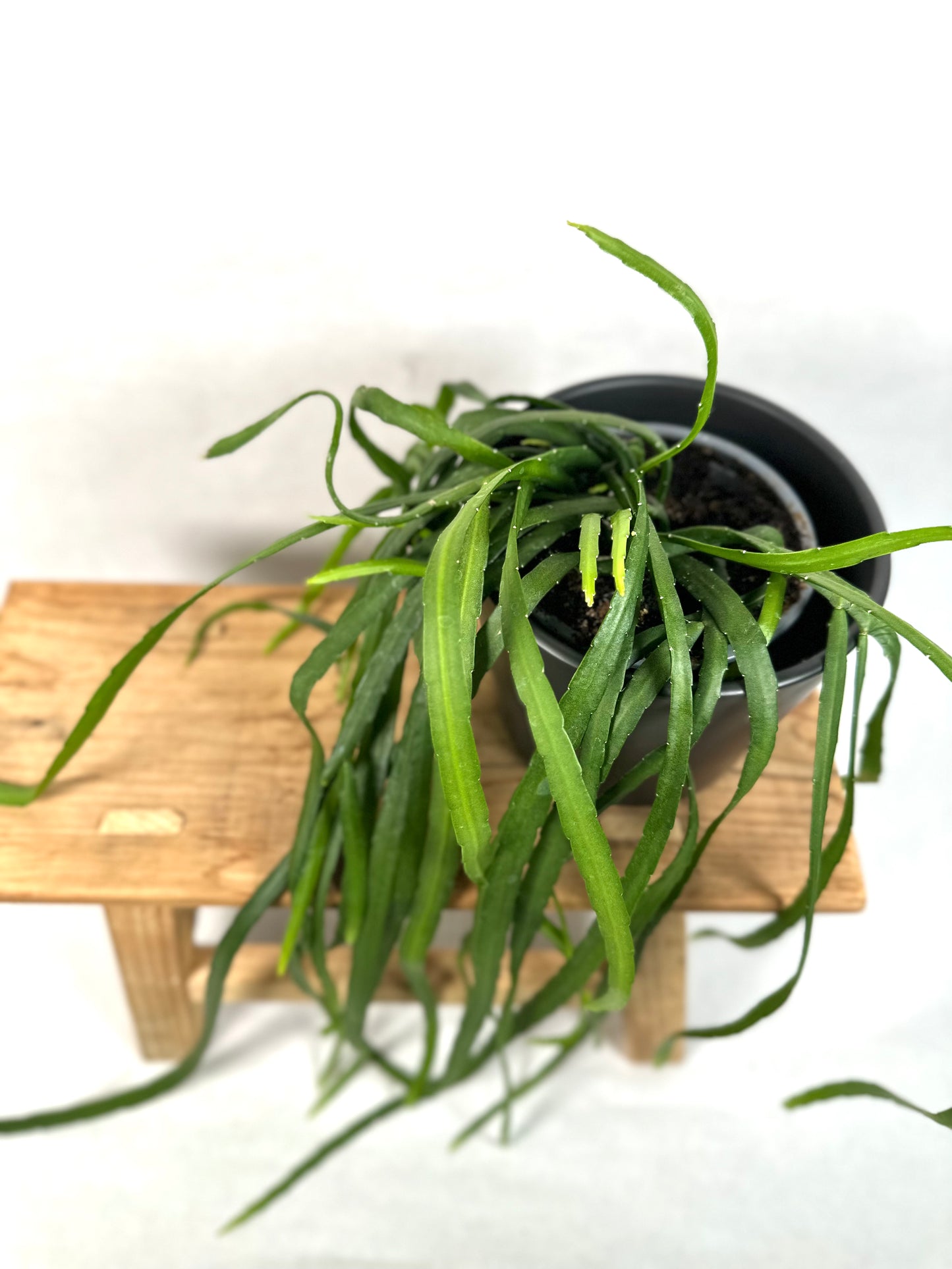 Lepismium Bolivianum