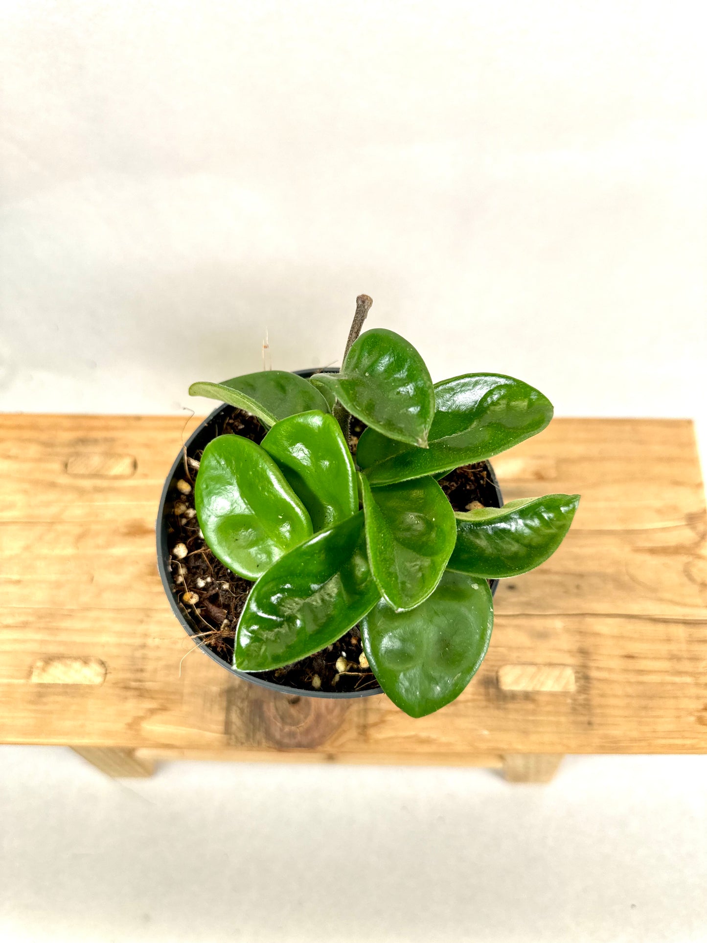 Hoya carnosa Krinkle 8