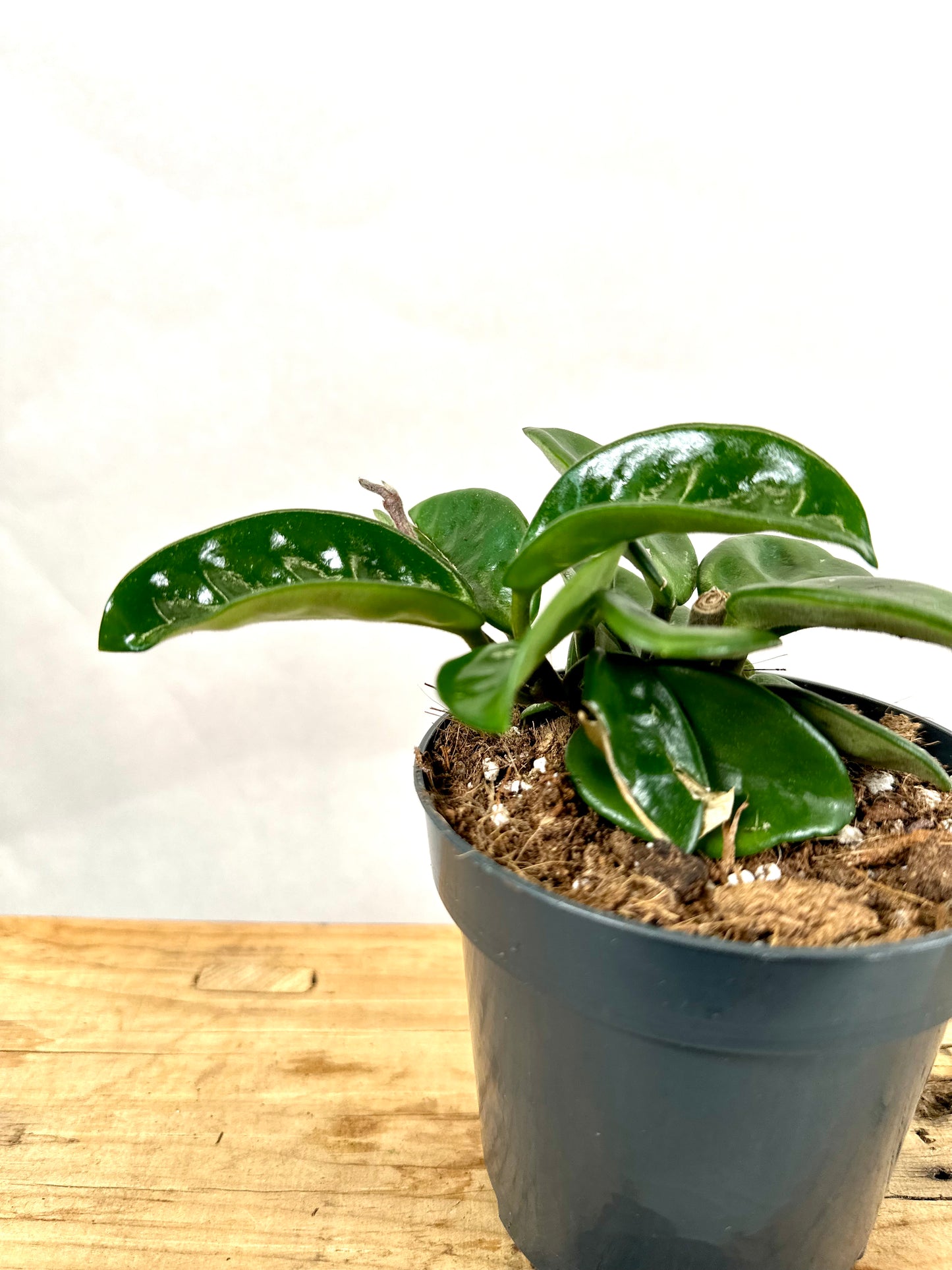Hoya carnosa Krinkle 8