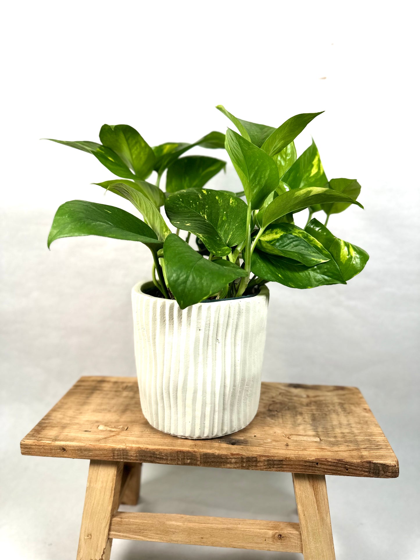 Epipremnum Aureum - Pothos Aureum
