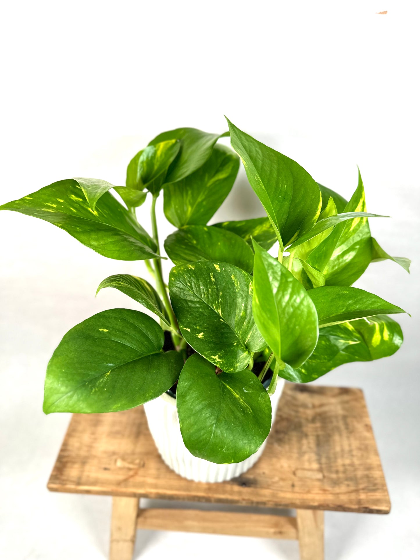 Epipremnum Aureum - Pothos Aureum