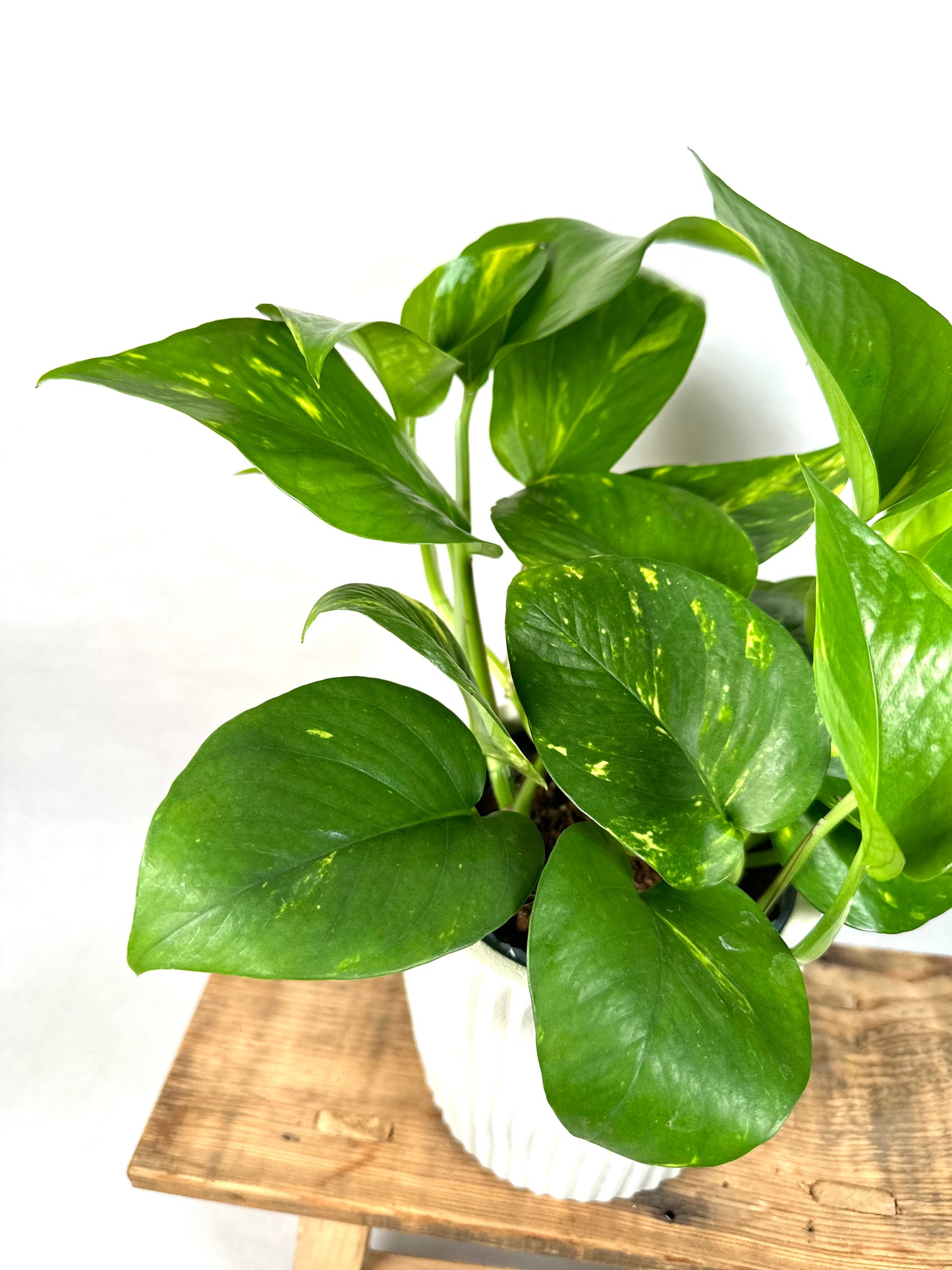 Epipremnum Aureum - Pothos Aureum
