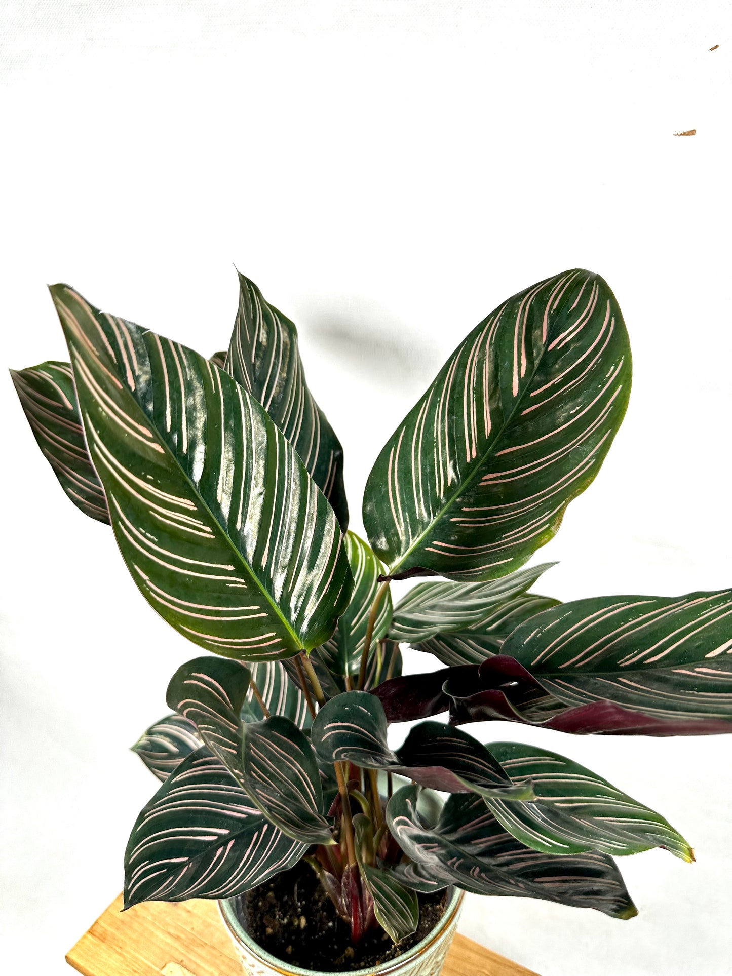 Calathea Ornata