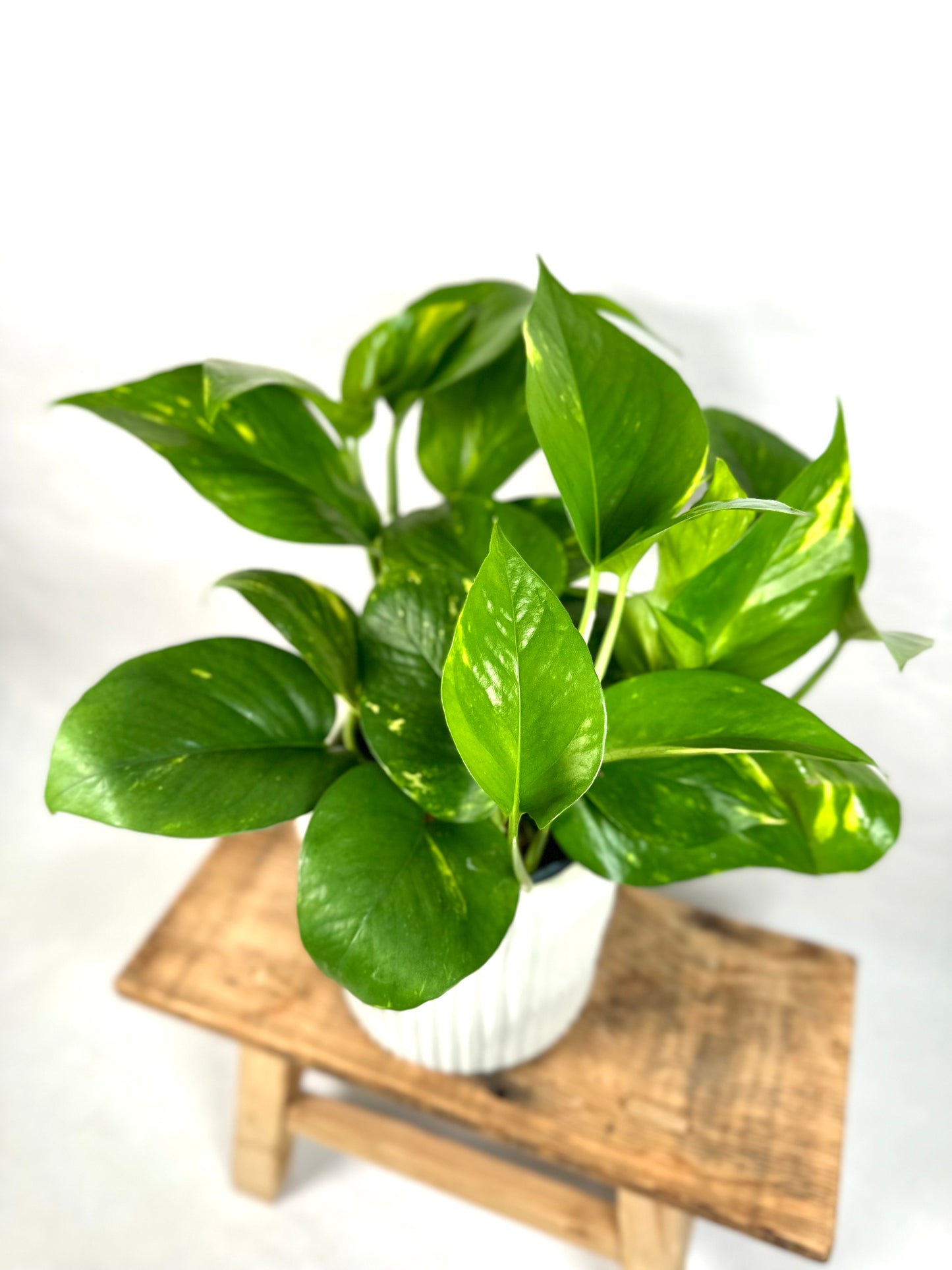 Epipremnum Aureum - Pothos Aureum