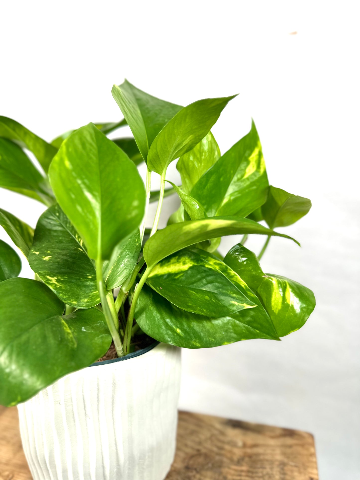Epipremnum Aureum - Pothos Aureum