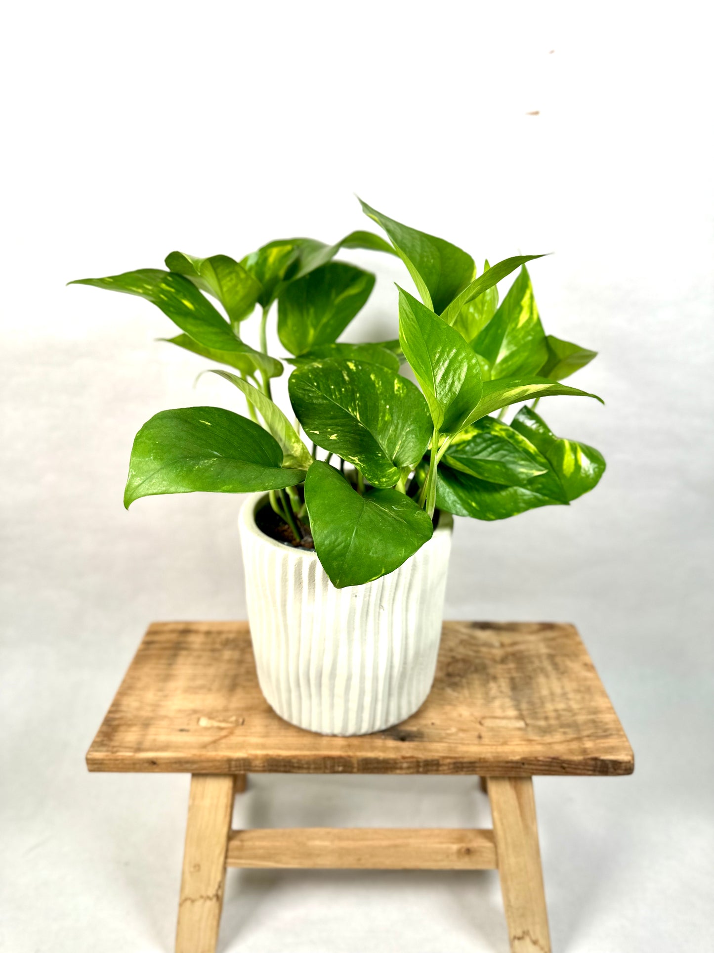 Epipremnum Aureum - Pothos Aureum