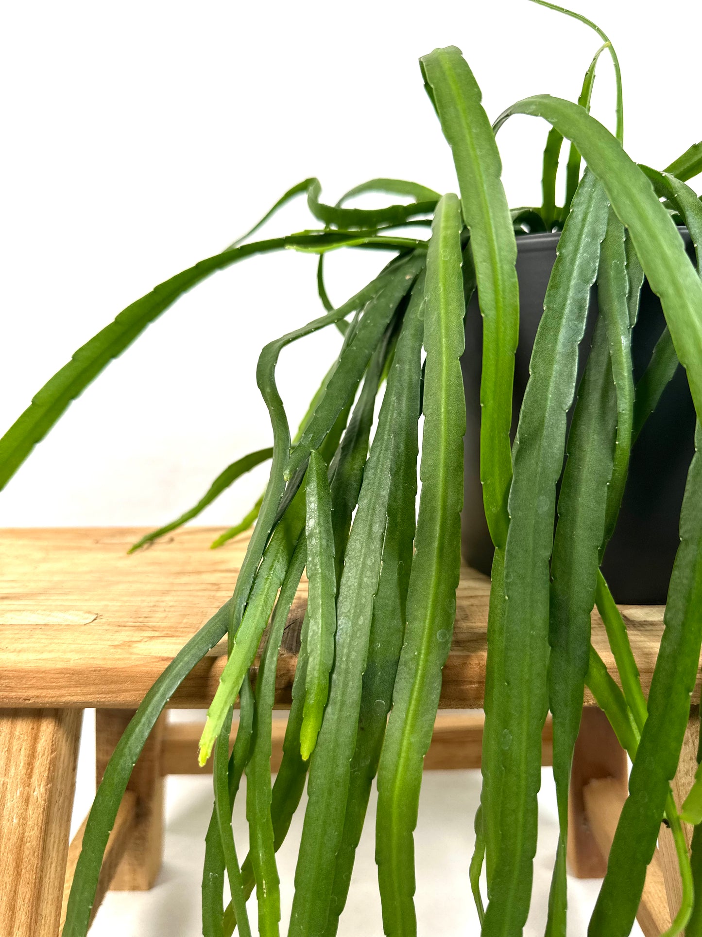 Lepismium Bolivianum