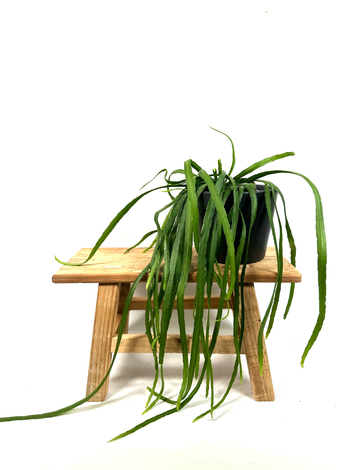 Lepismium Bolivianum