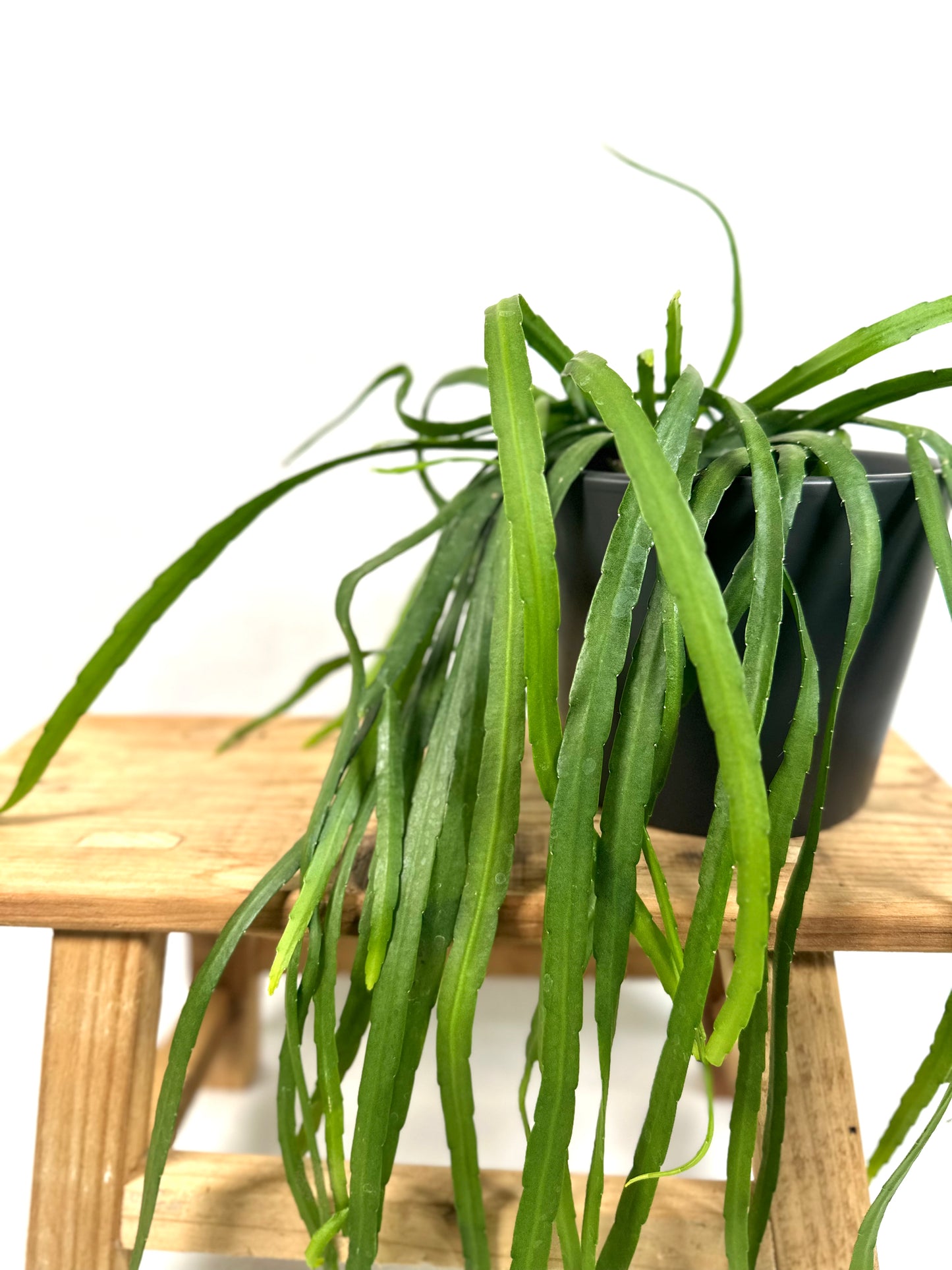 Lepismium Bolivianum
