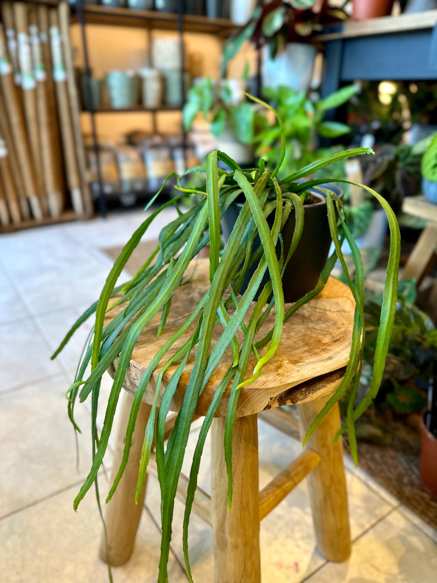Lepismium Bolivianum