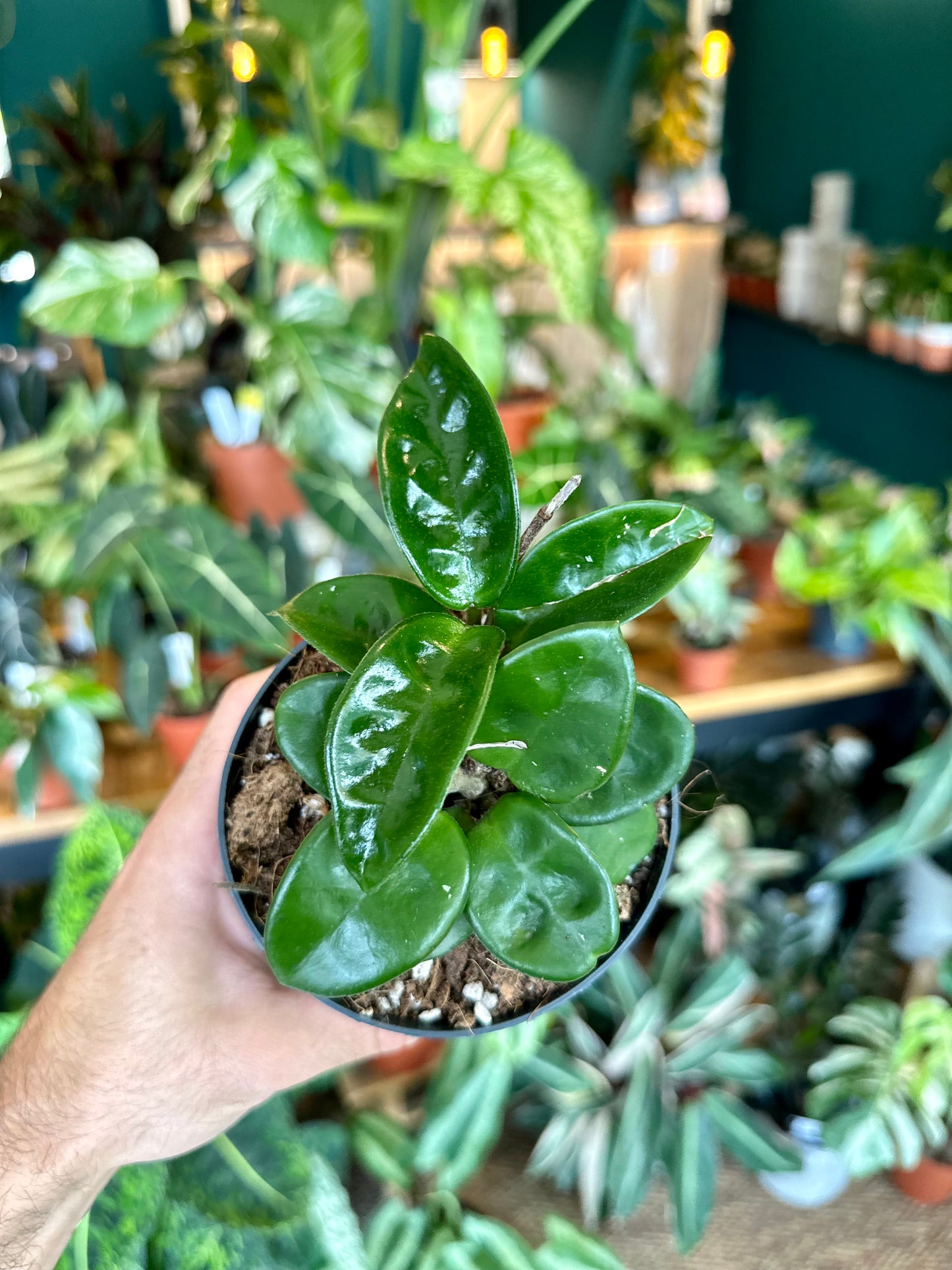 Hoya carnosa Krinkle 8