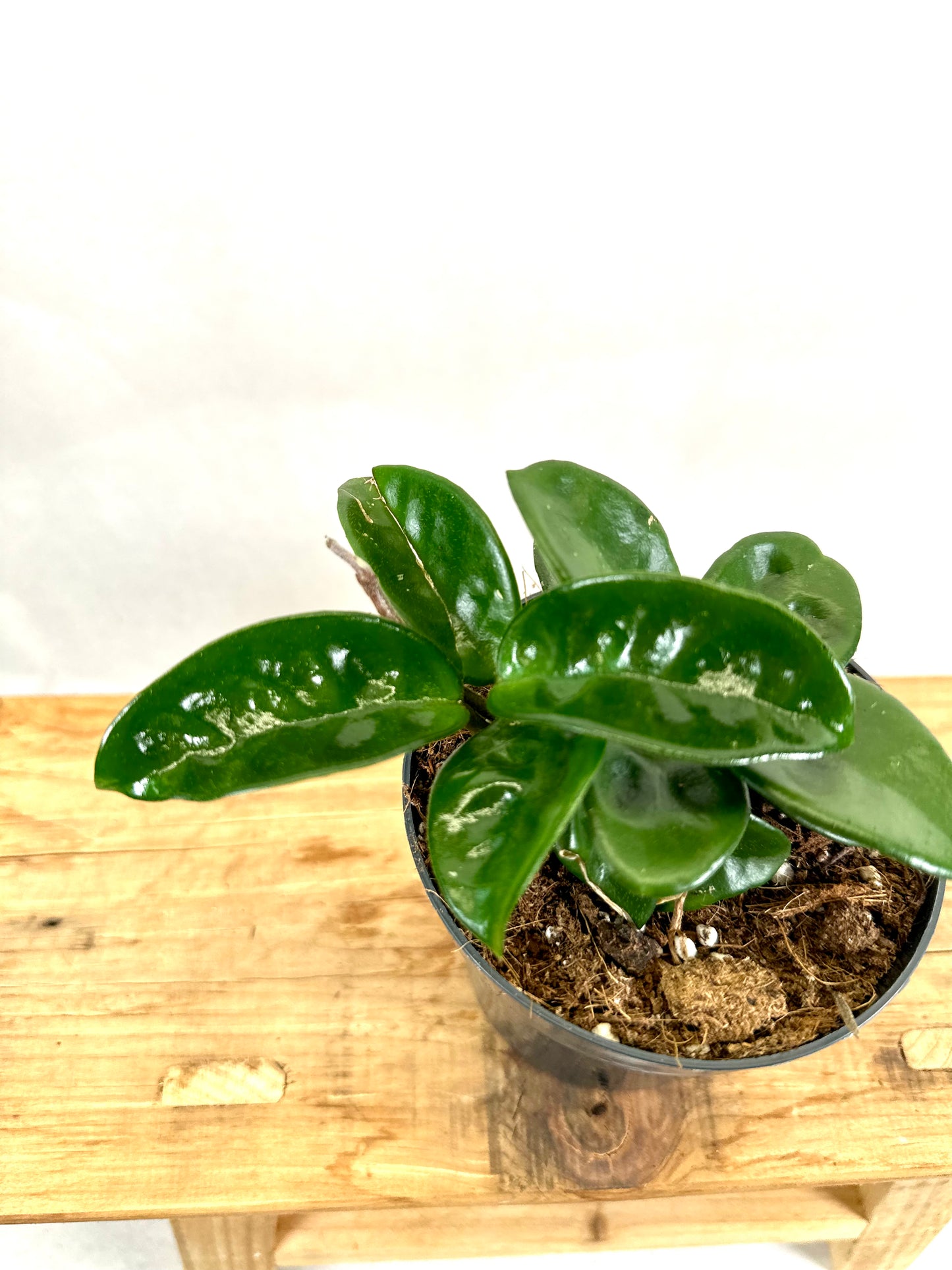 Hoya carnosa Krinkle 8