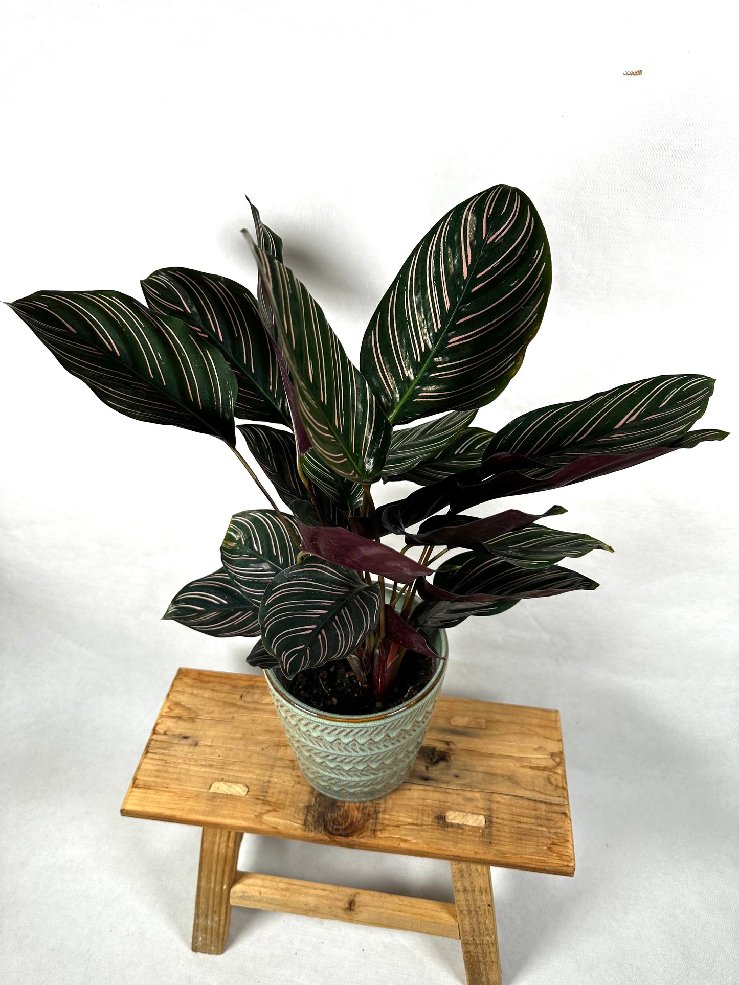 Calathea Ornata