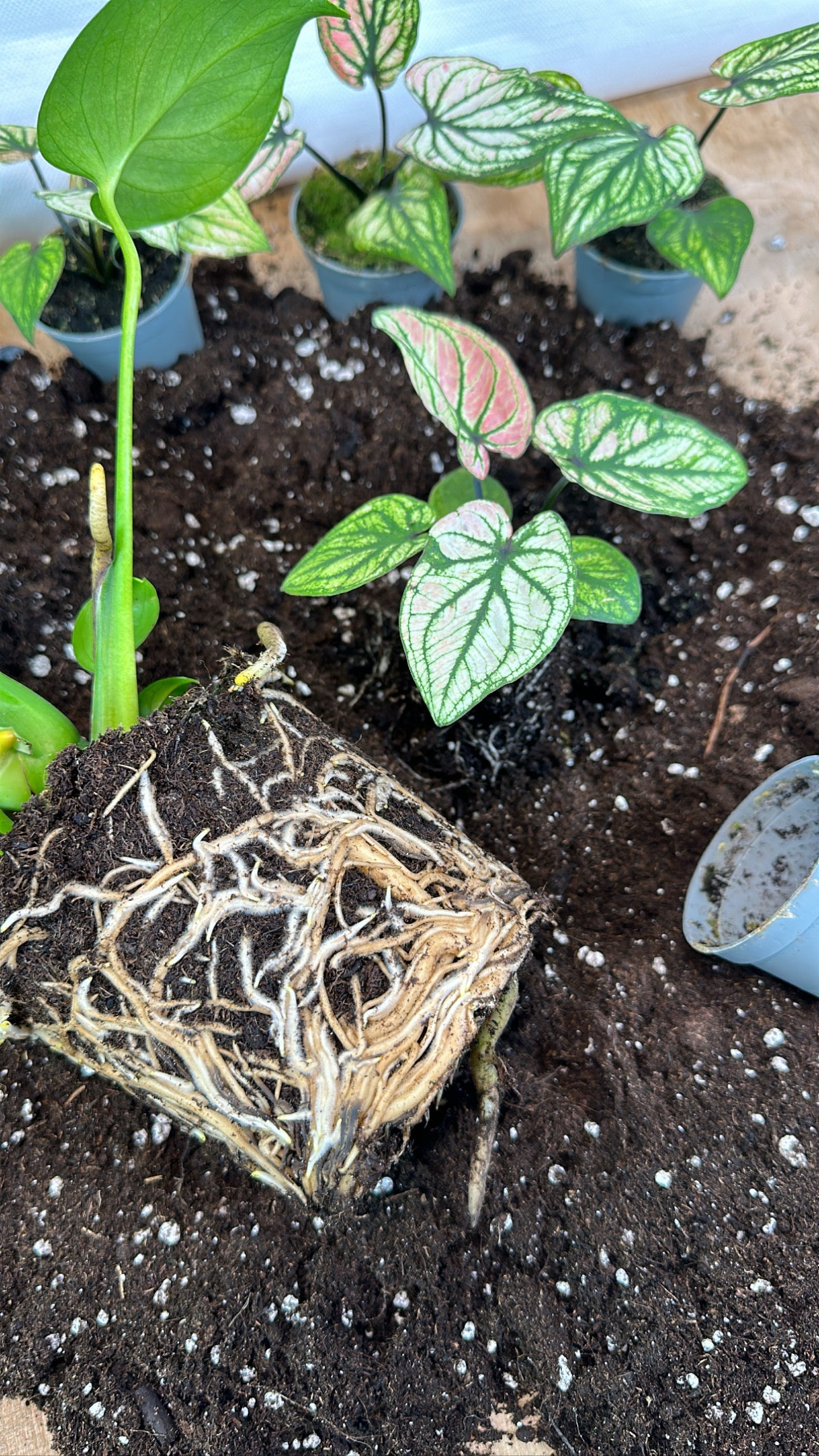 Atelier - Rempoter ses plantes