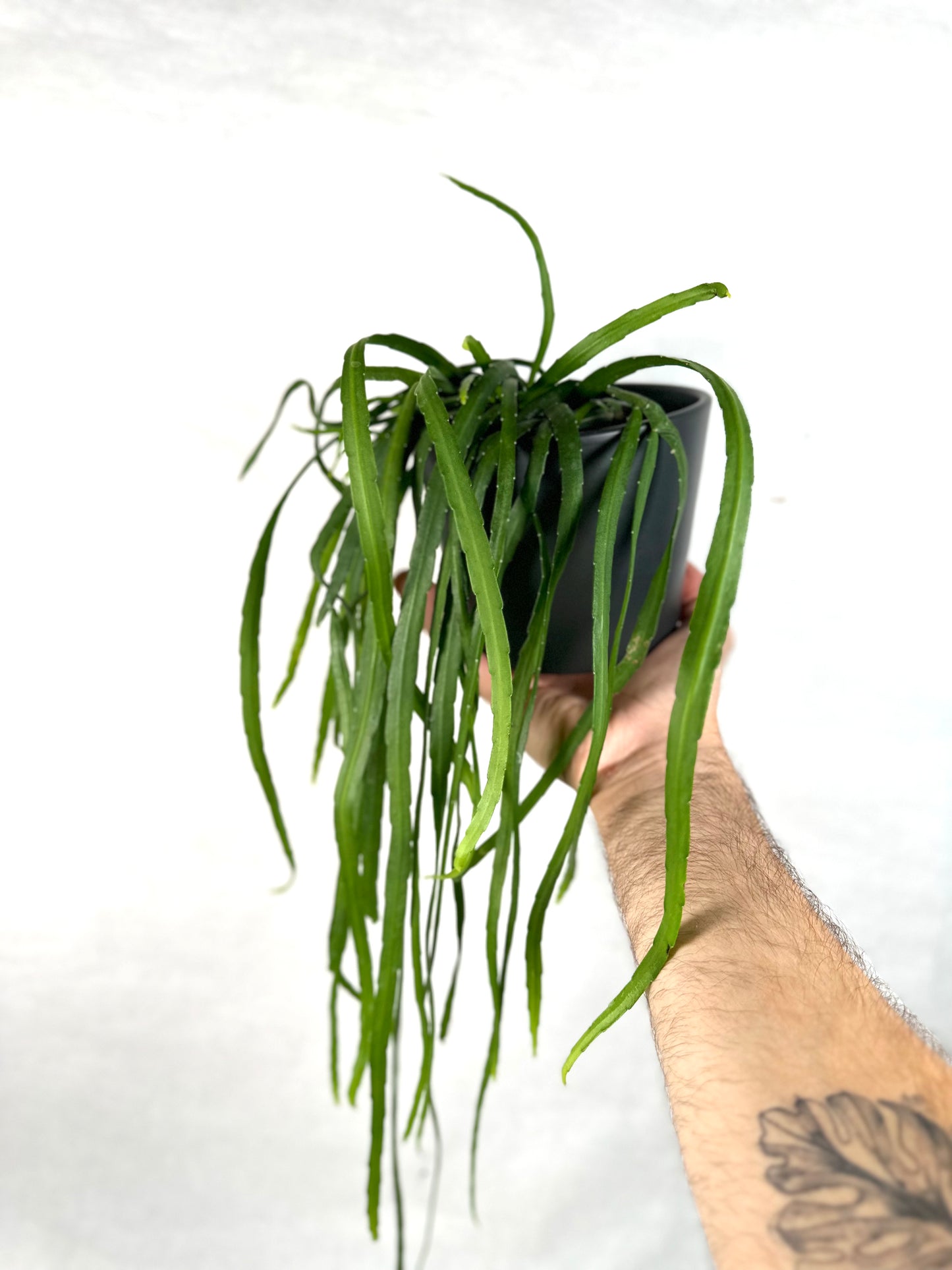 Lepismium Bolivianum