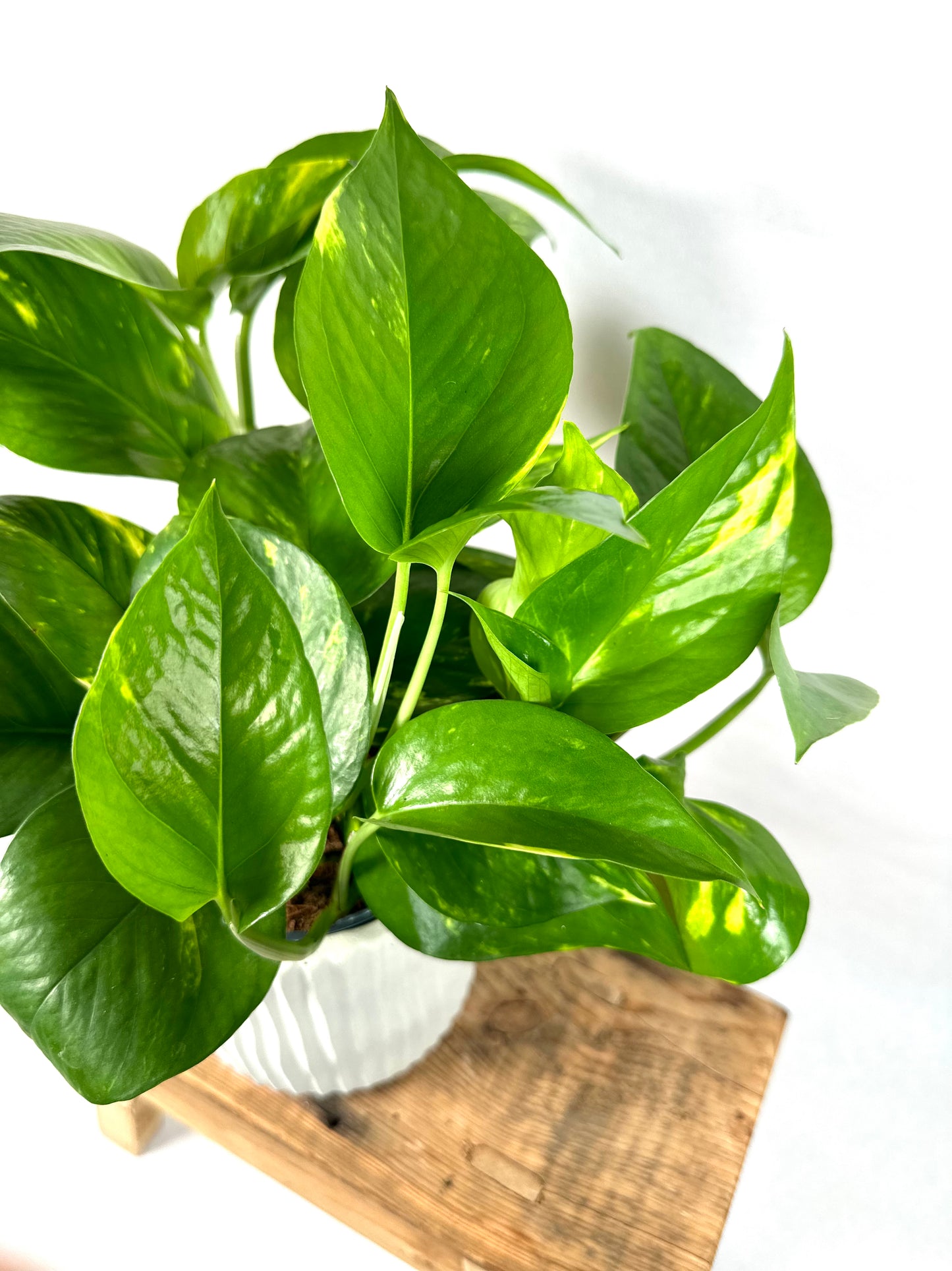 Epipremnum Aureum - Pothos Aureum