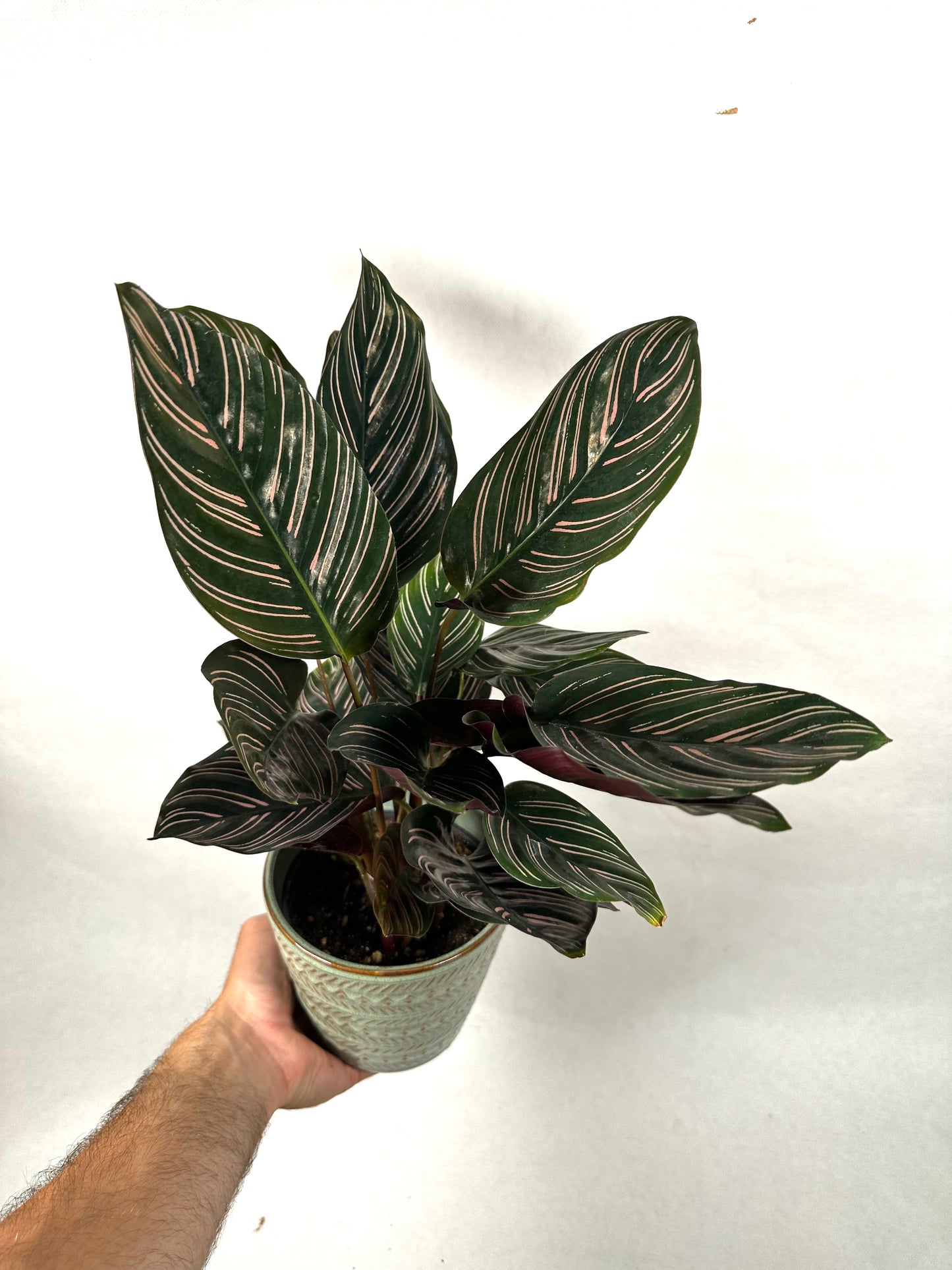 Calathea Ornata