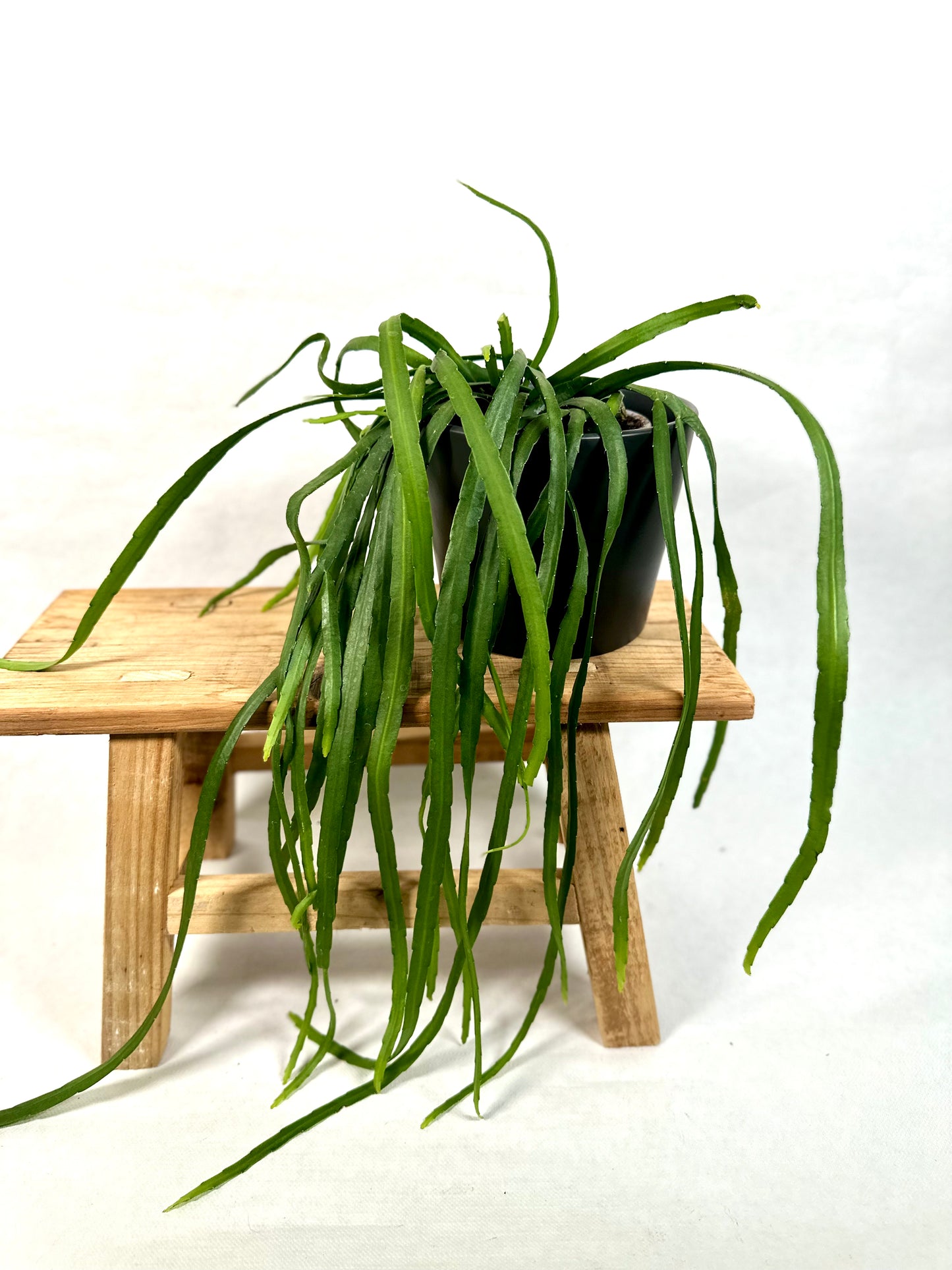 Lepismium Bolivianum
