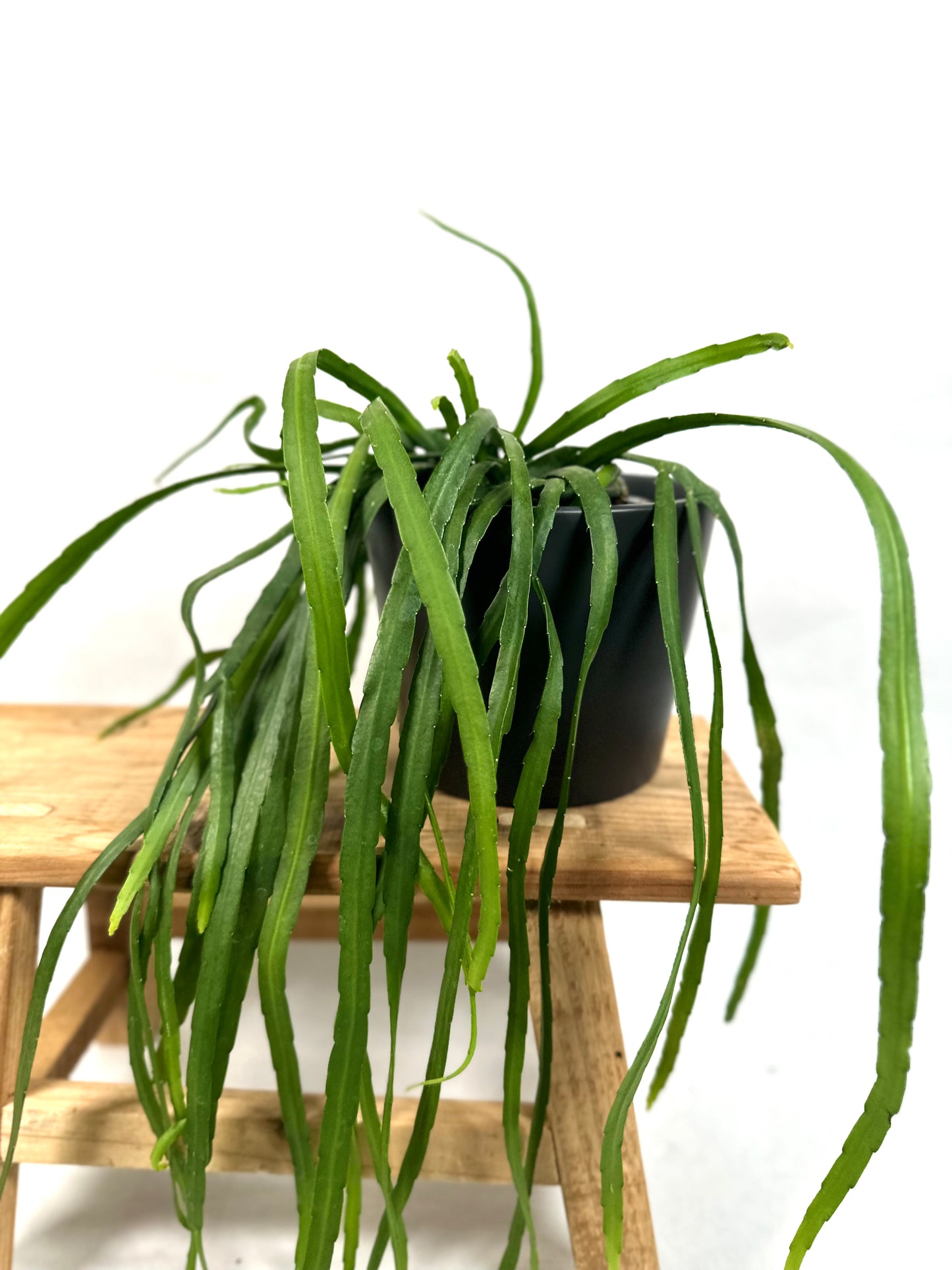 Lepismium Bolivianum