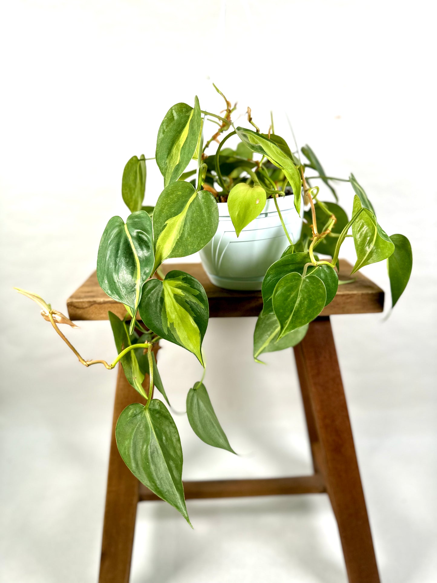Philodendron Brasil suspension