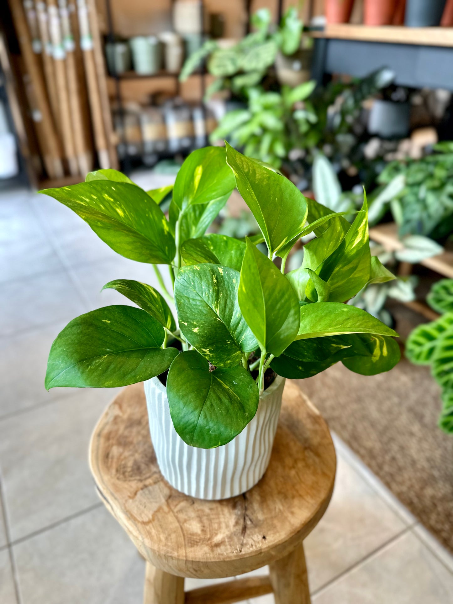 Epipremnum Aureum - Pothos Aureum
