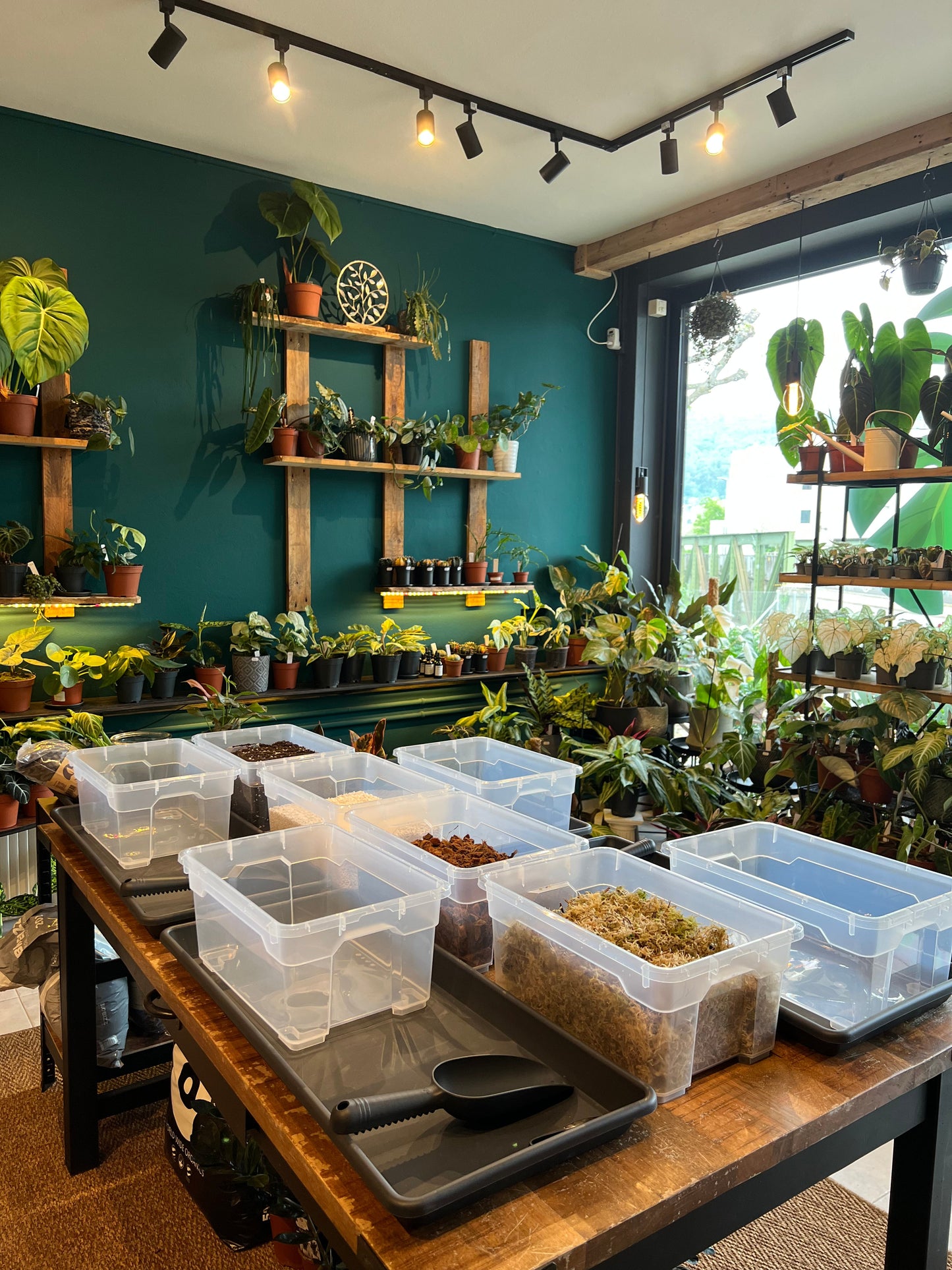 Atelier - Rempoter ses plantes