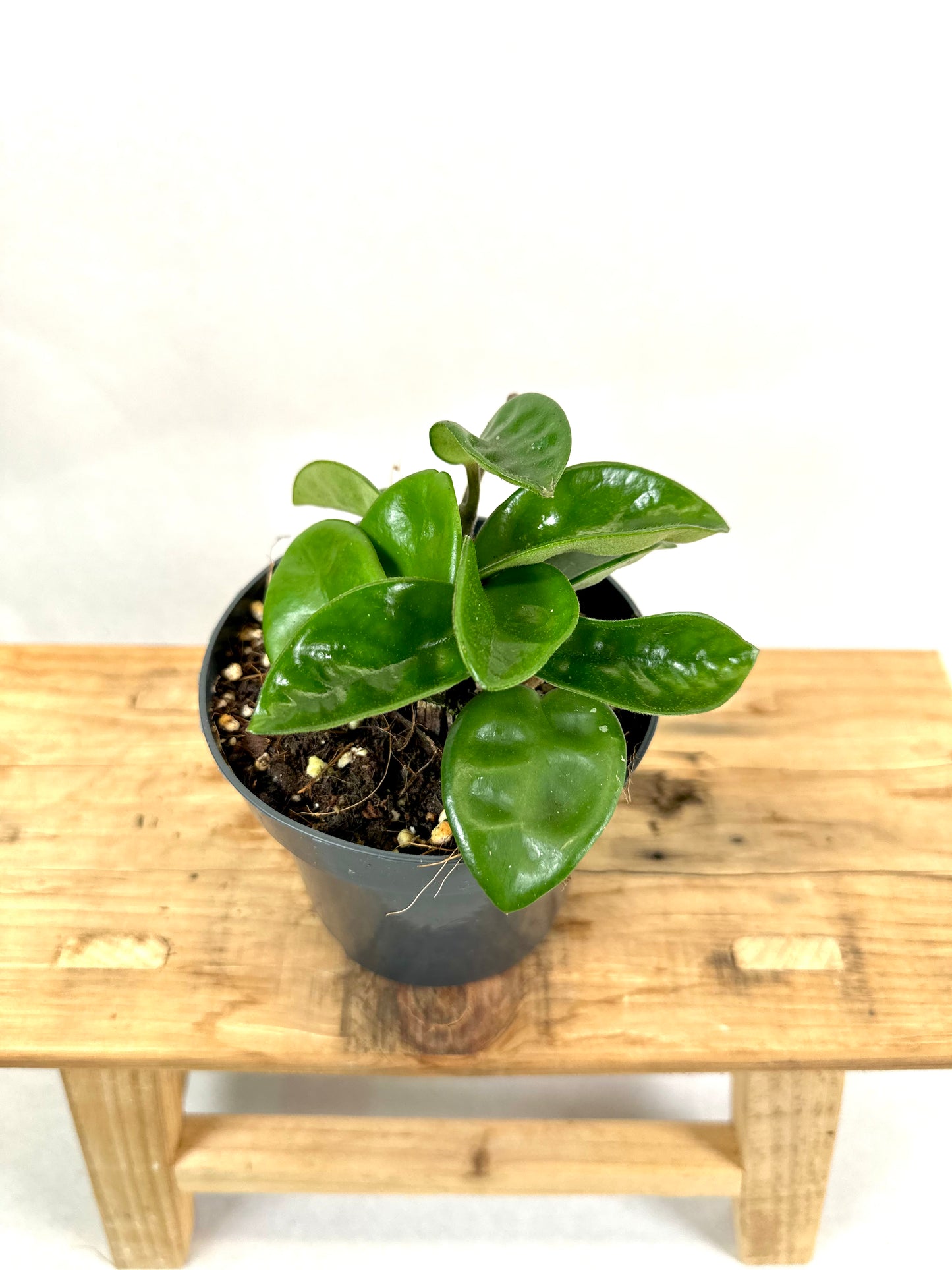 Hoya carnosa Krinkle 8