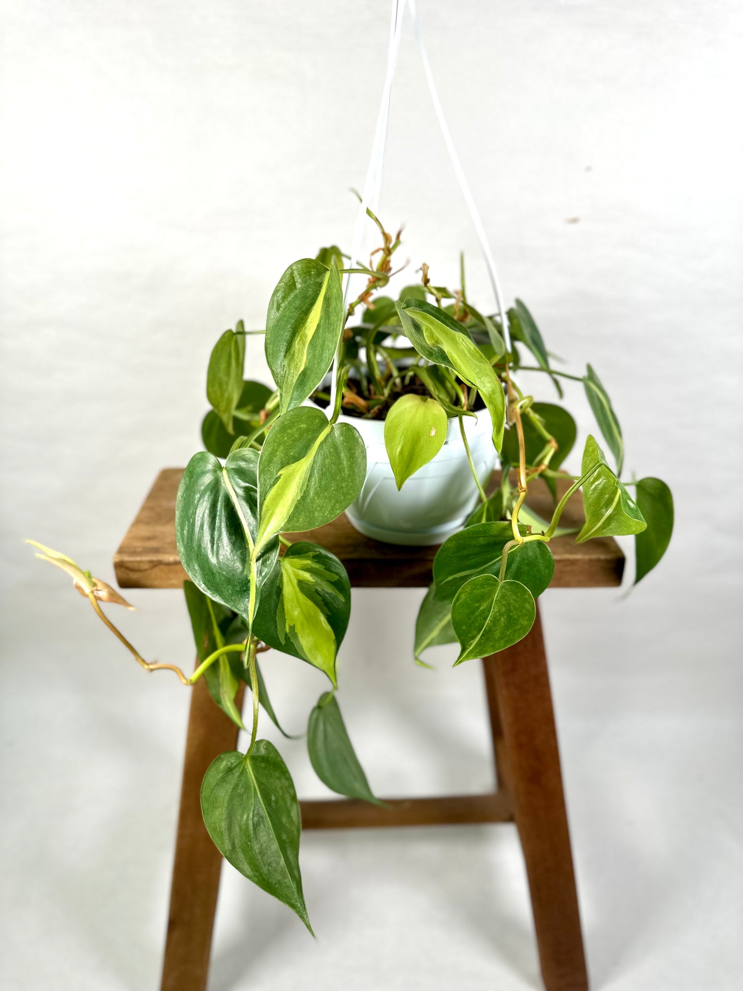 Philodendron Brasil suspension