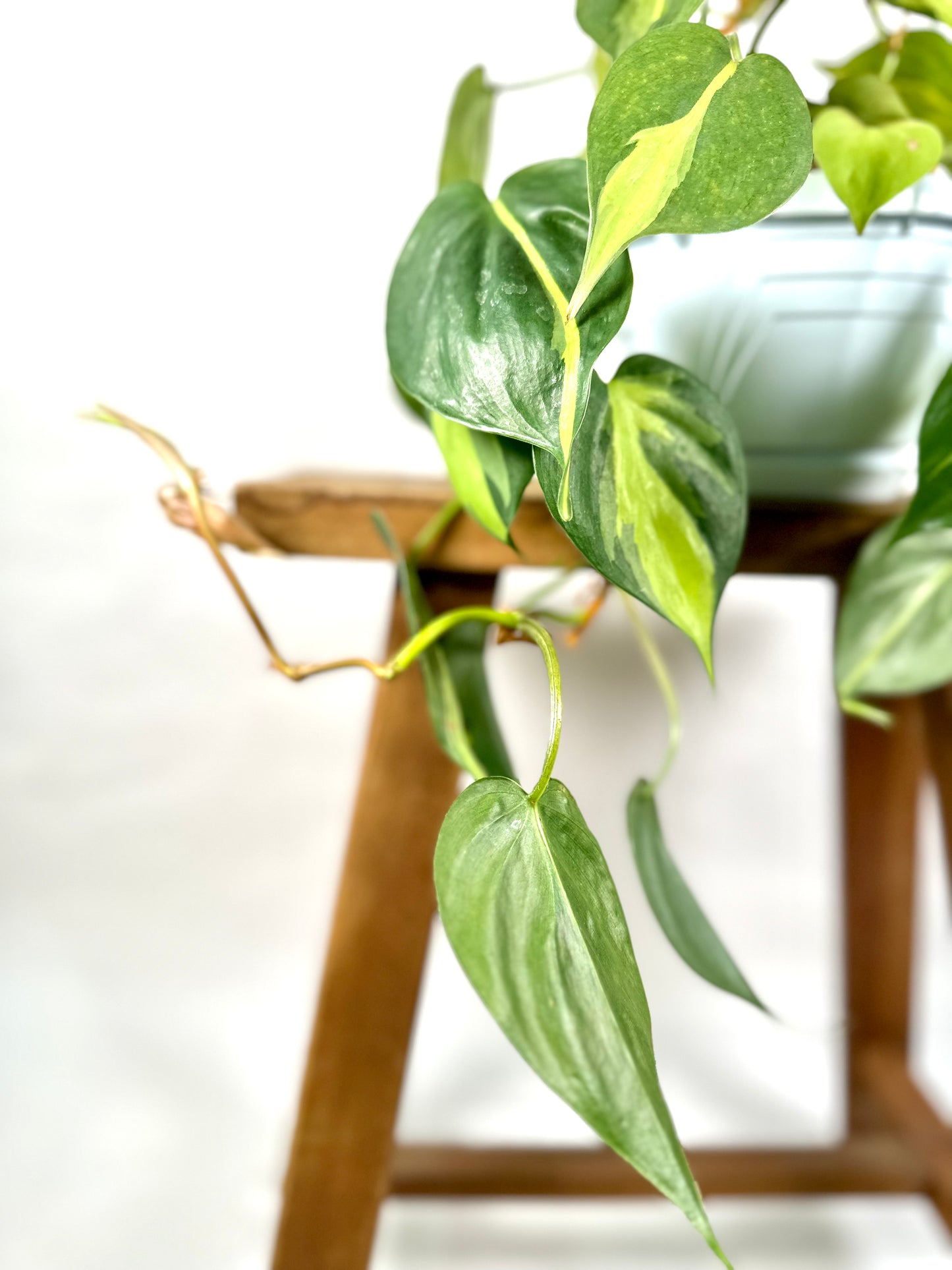Philodendron Brasil suspension