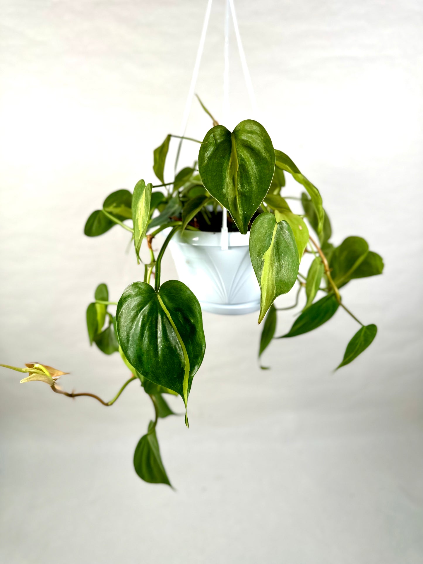 Philodendron Brasil suspension